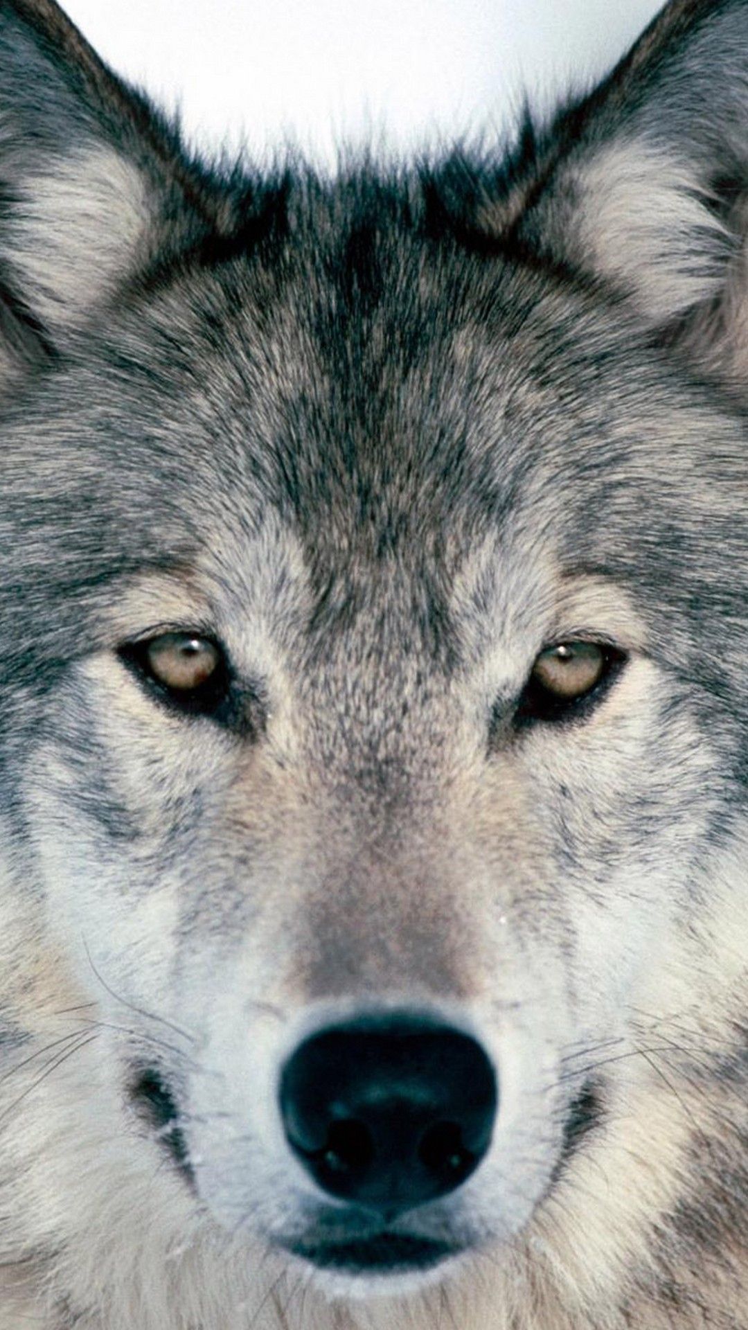 Cool Wolf Wallpaper for Phones Phone Wallpaper HD