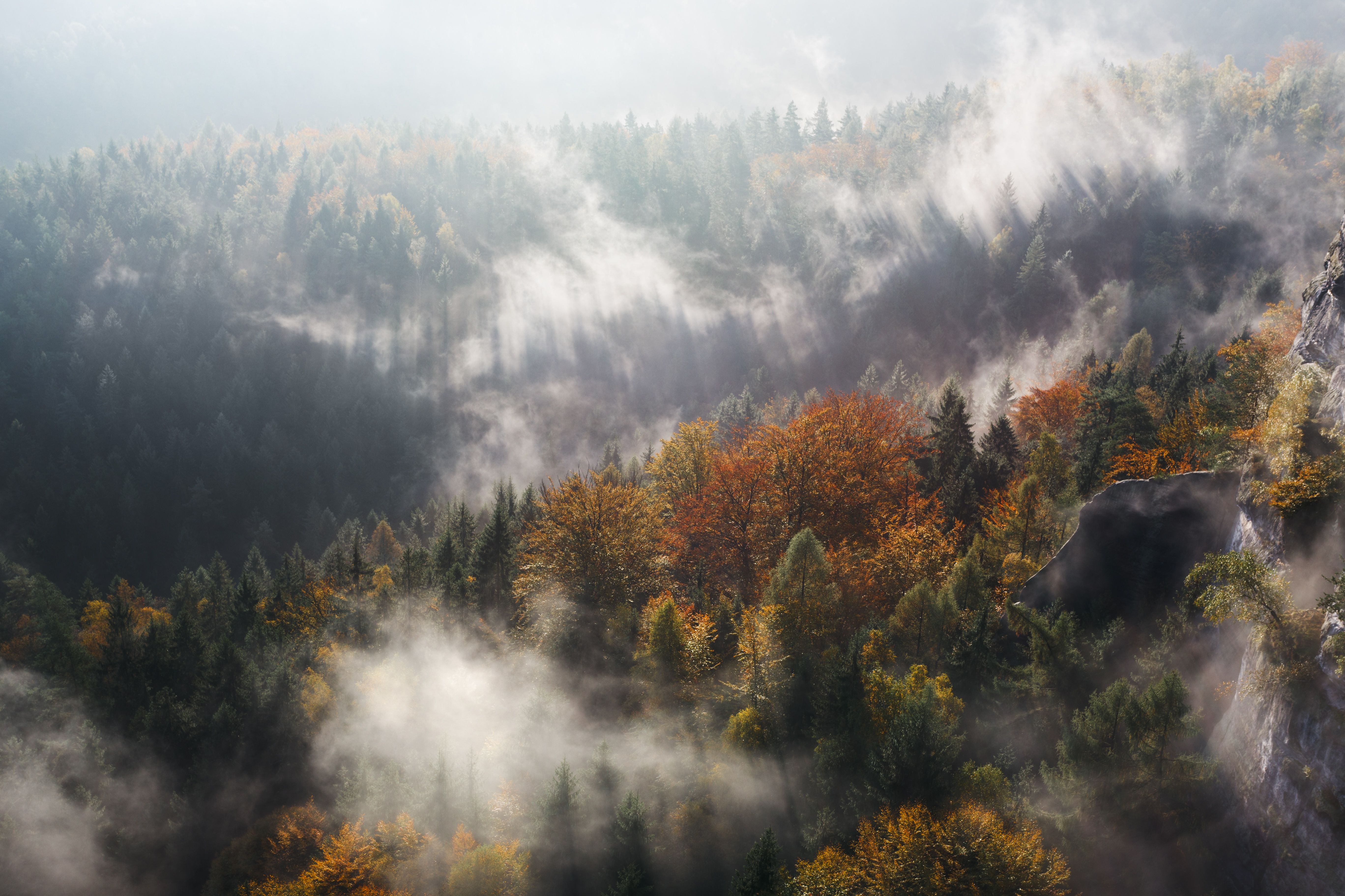Early morning in autumn forest
