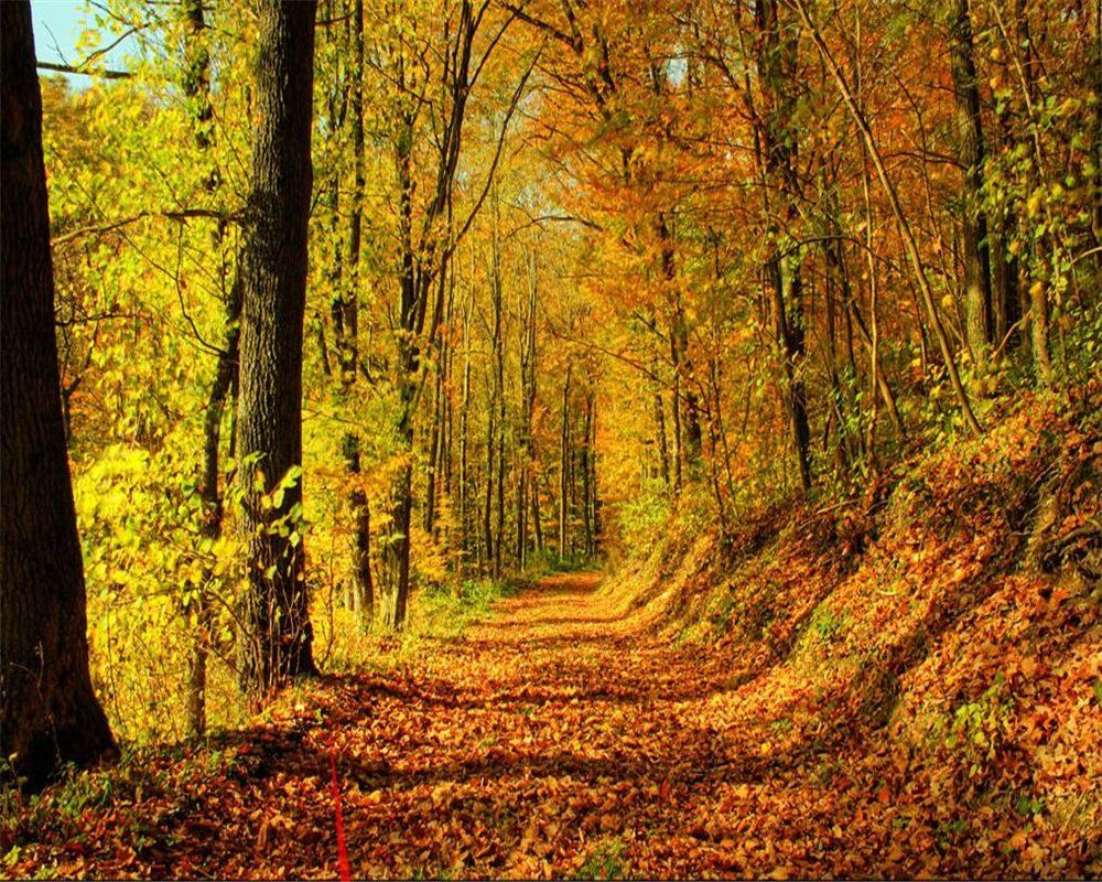 Lqwx Photo Wallpaper Covered with Leaves of The Mountain Road Early Autumn Forest 3D Background Wall Decoration Wallpaper -430Cmx300Cm: Amazon.co.uk: DIY & Tools