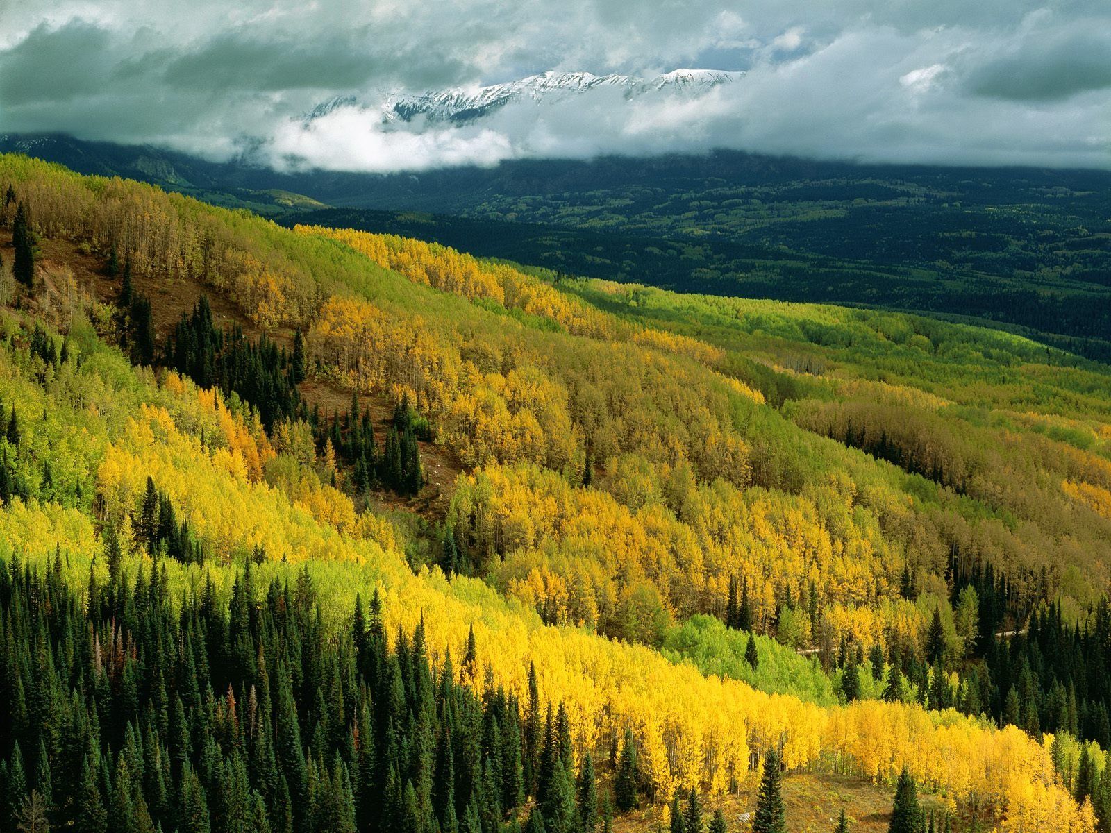 Aspen Forest In Early Fall Colorado Wallpaper