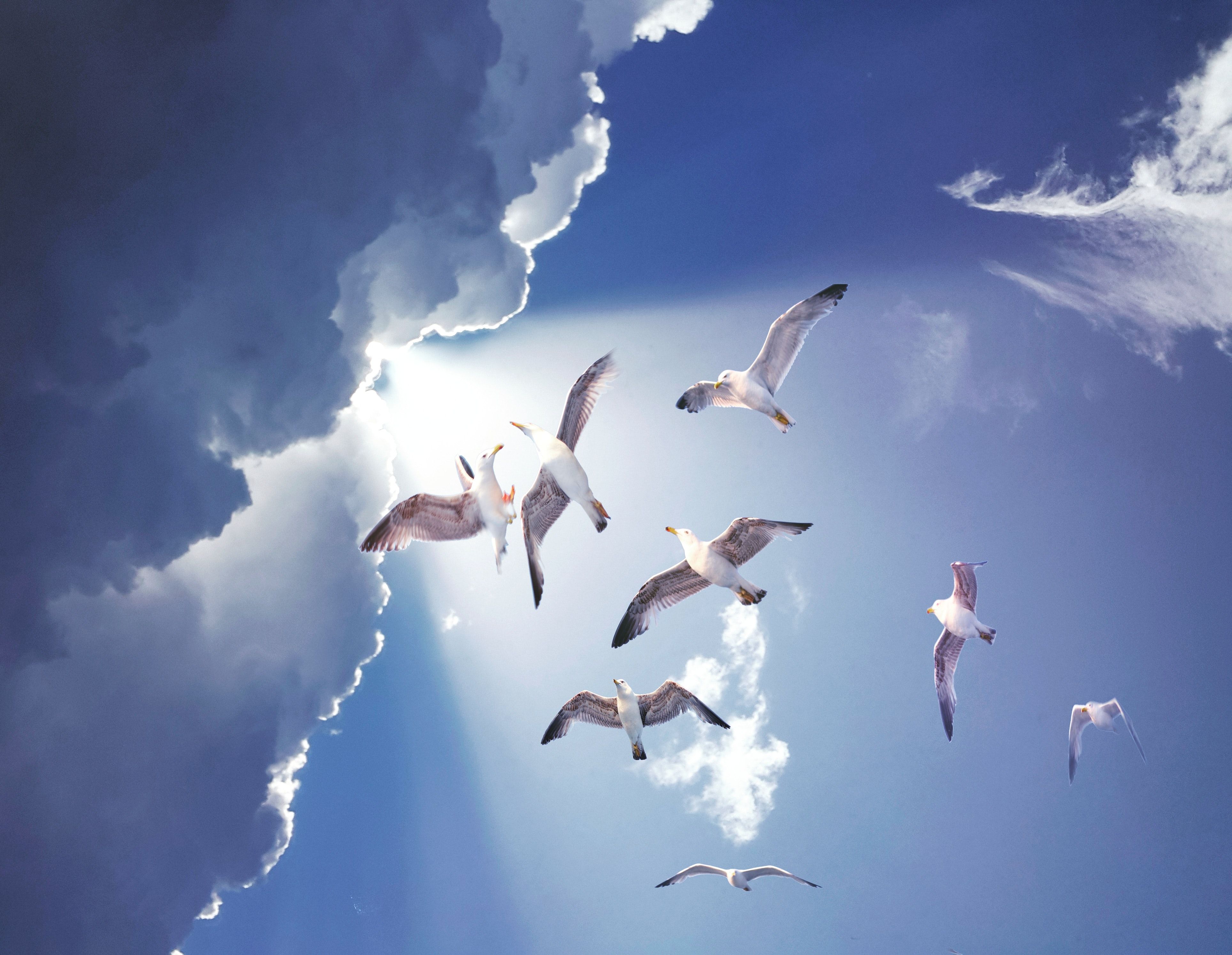 Глянь на небо птички летят колокольчики. Птицы в небе. Птица в полете. Стая птиц в небе. Две птицы в небе.