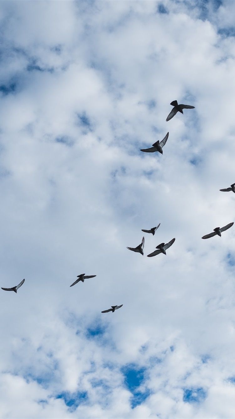 Birds Flying, Sky, Clouds 750x1334 IPhone 8 7 6 6S Wallpaper, Background, Picture, Image