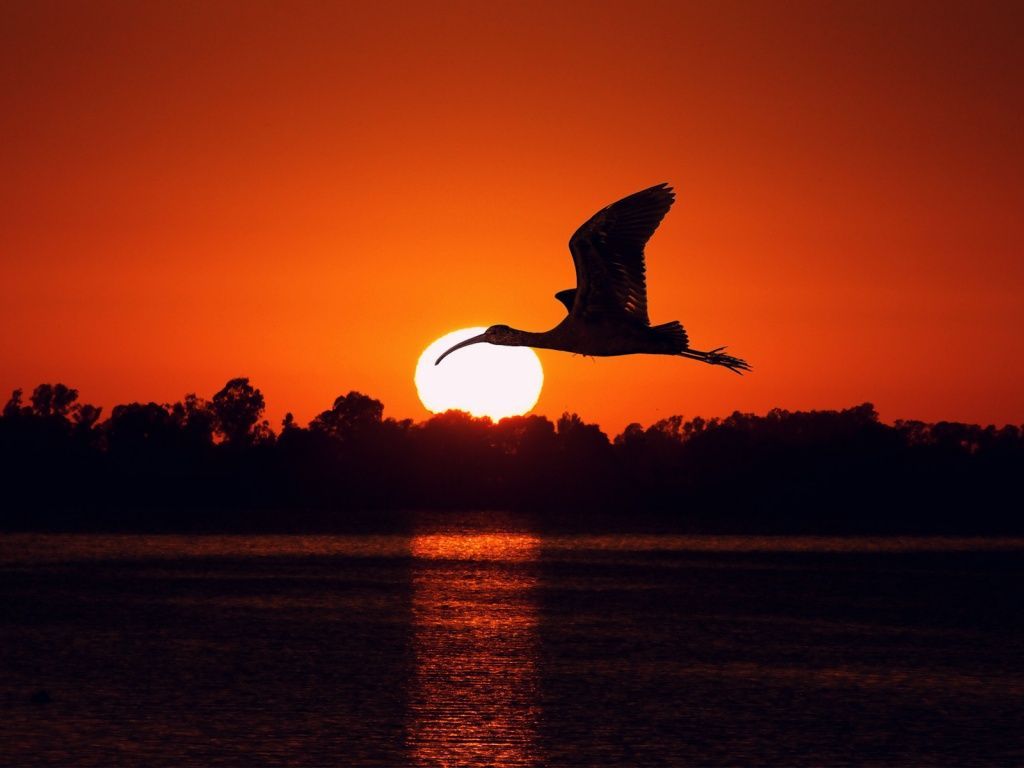 sunset picture in HD. Free Download Birds Flying At Sunset HD Wallpaper Widescreen 1024x768. Sunset picture, Sunset, Red sunset