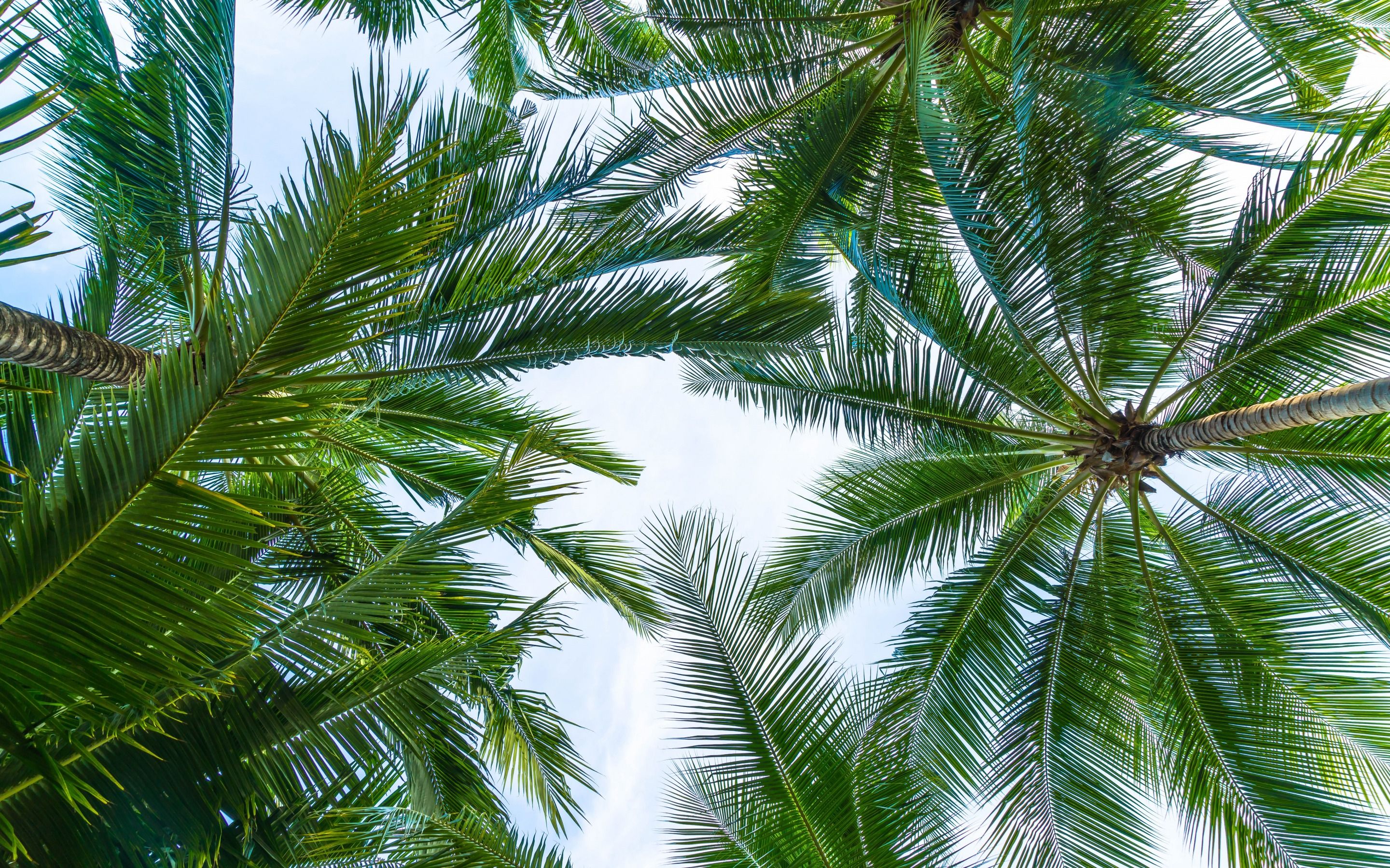 Download wallpaper palm leaves, bottom view, sky, green leaves, tropical islands, palm trees for desktop with resolution 2880x1800. High Quality HD picture wallpaper