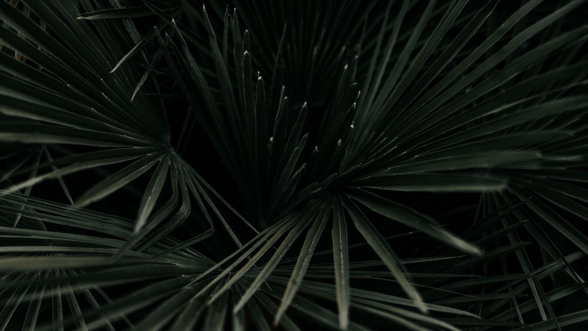 Download wallpaper 1920x1080 leaves, palm, tropical, branches, dark green, plant full hd, hdtv, fhd, 1080p HD background