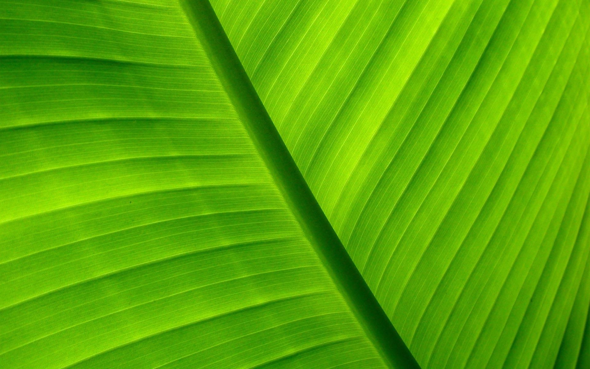 Green Tropical Leaves Desktop Wallpapers - Wallpaper Cave