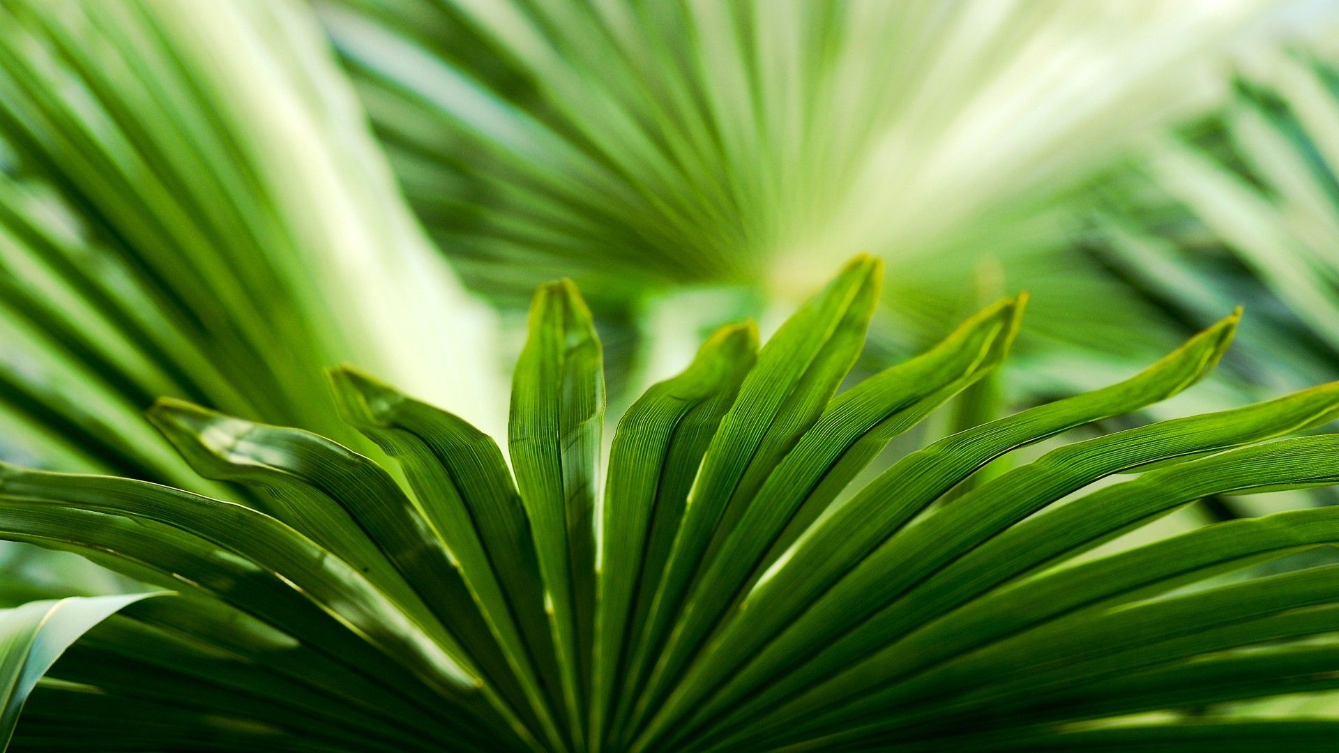 Tropical Leaf Wallpaper: 28 Image, Nature Category