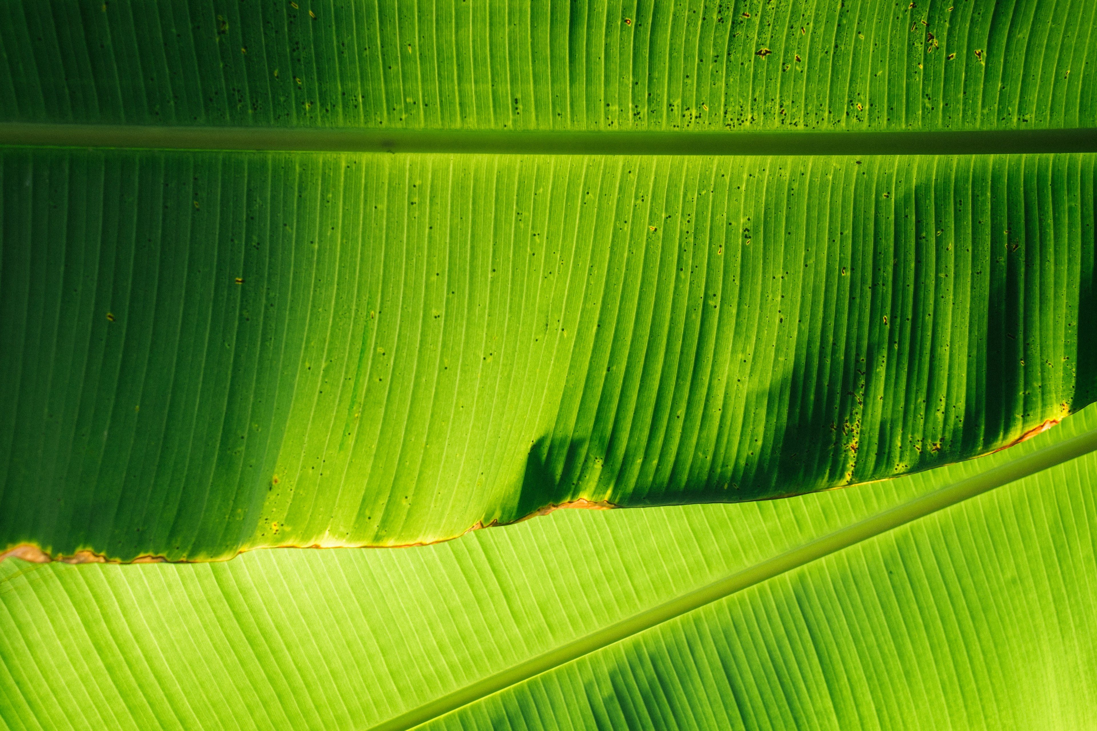 Wallpaper / leaf leaves green and tropical HD 4k wallpaper
