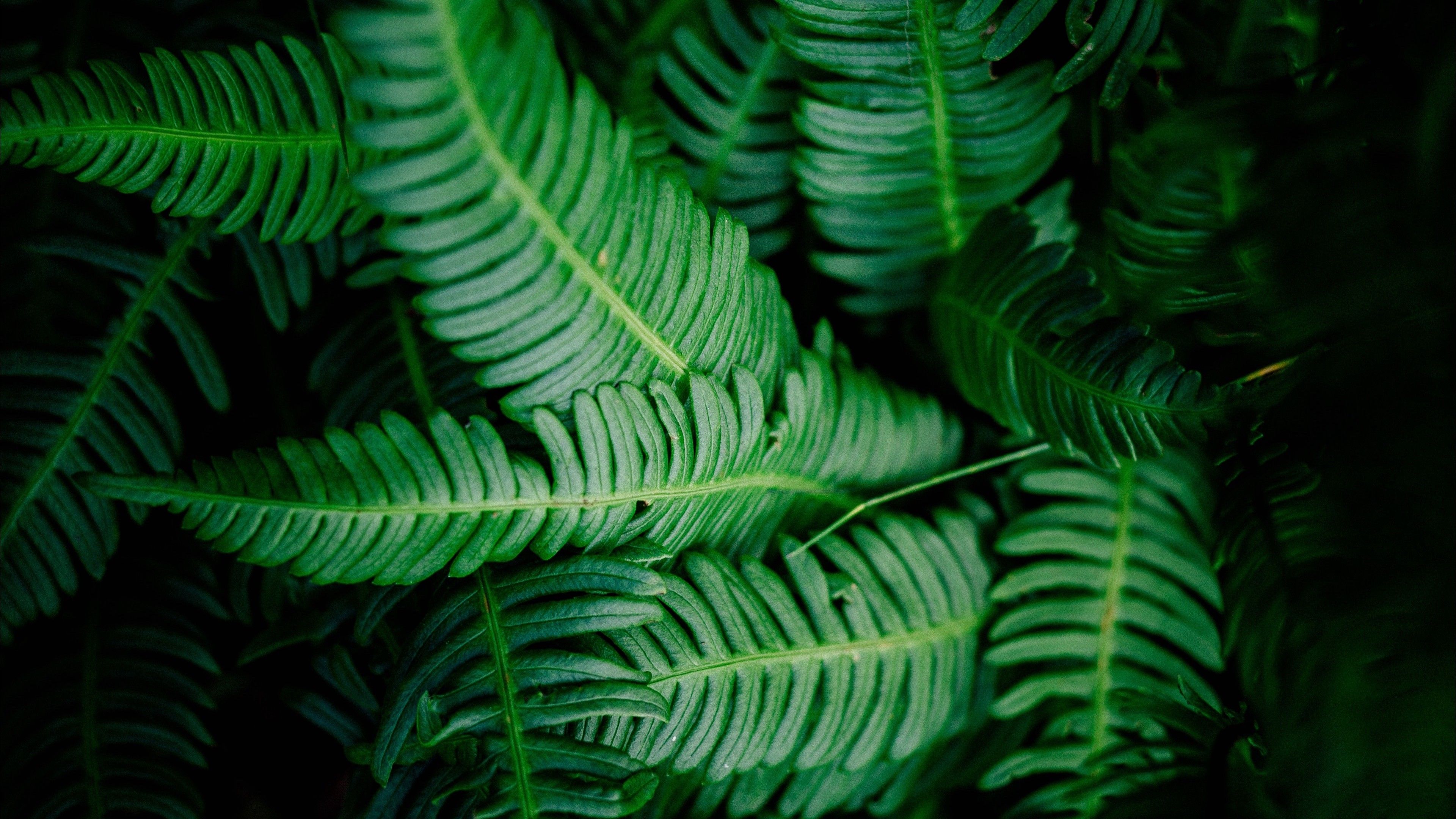 4K Leaves Green Shade Wallpaper - [3840x2160]. Shades of green, Leaves, Plant leaves