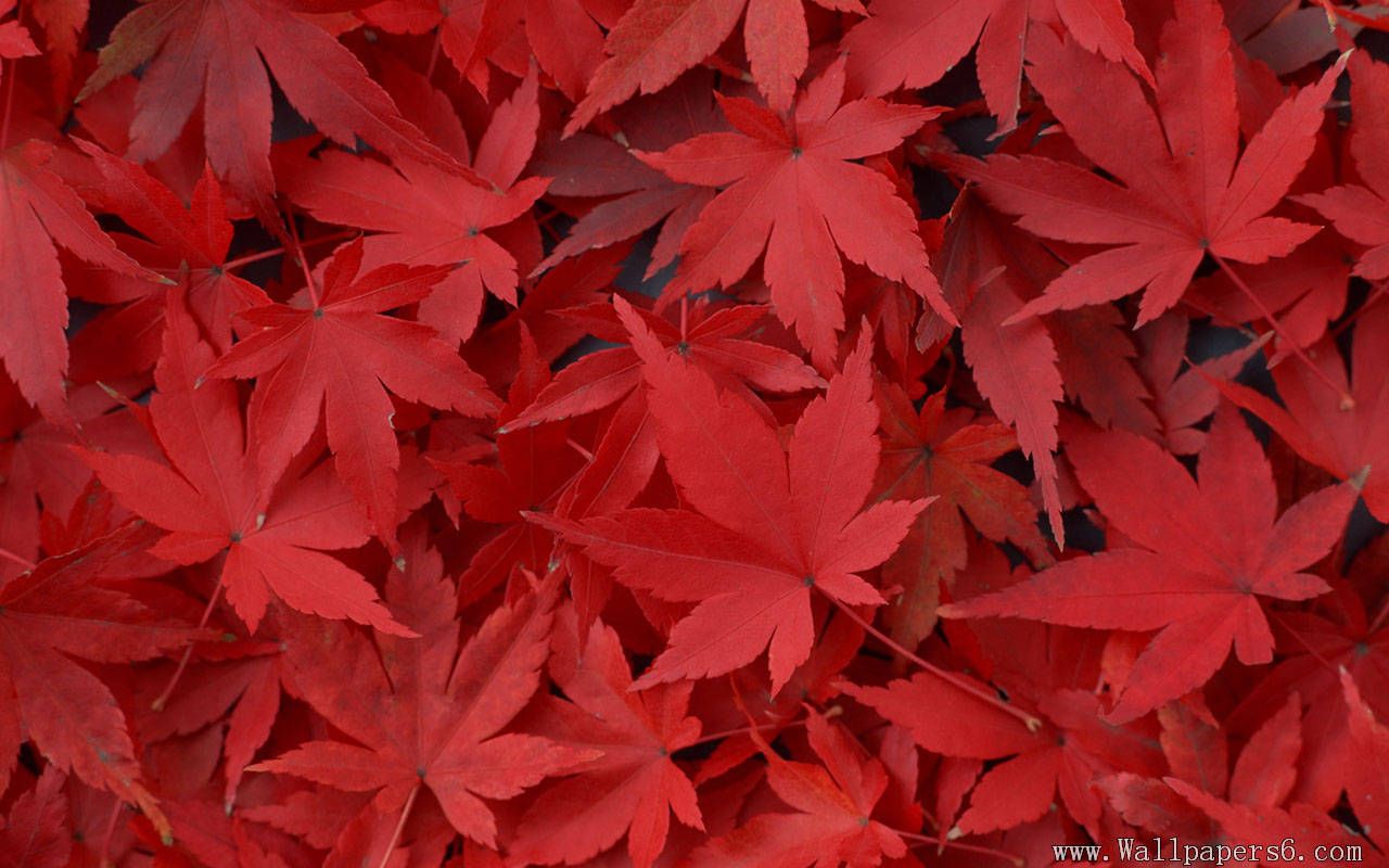 Red Maple Leaves Wallpapers - Wallpaper Cave