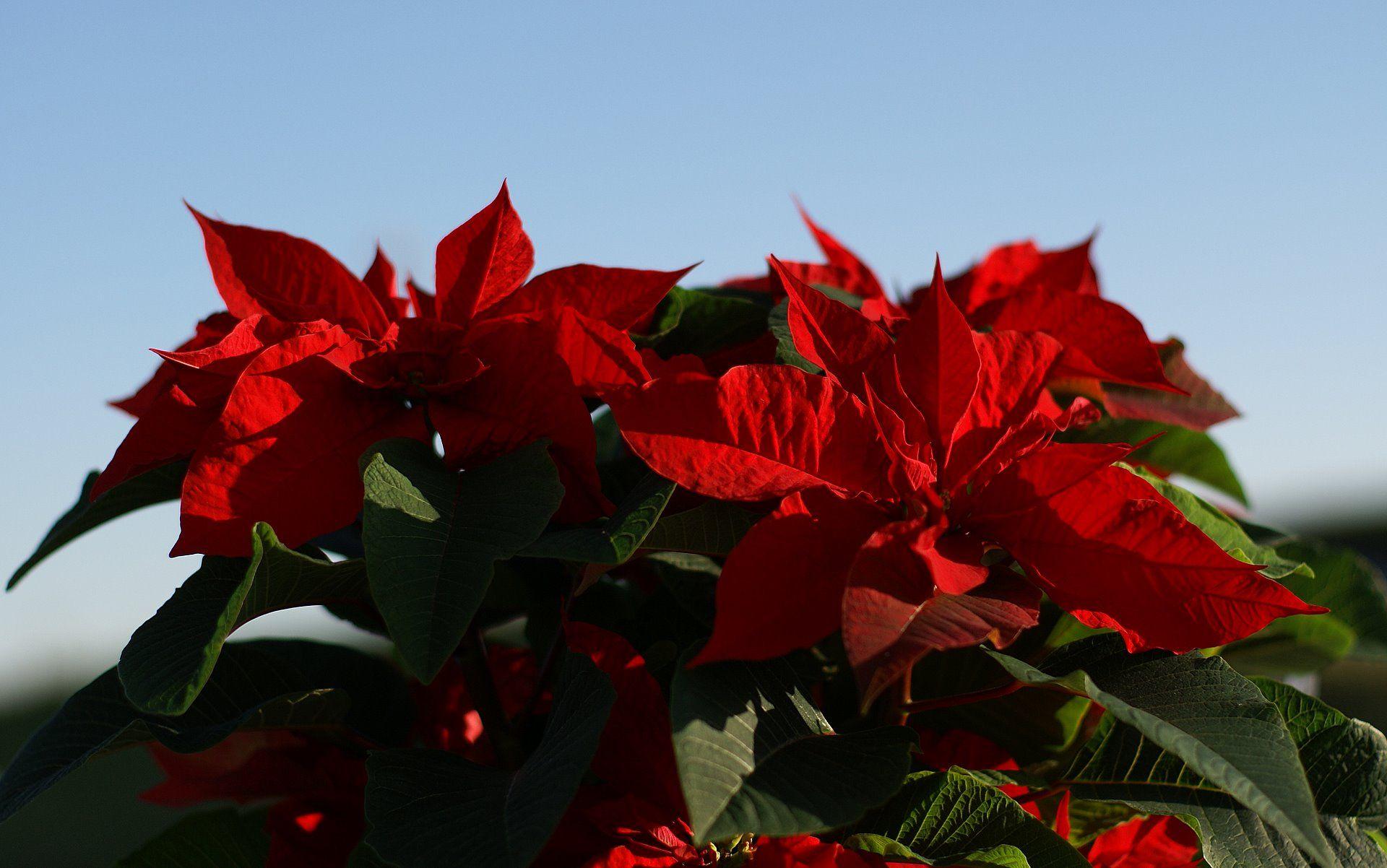 Star Poinsettia