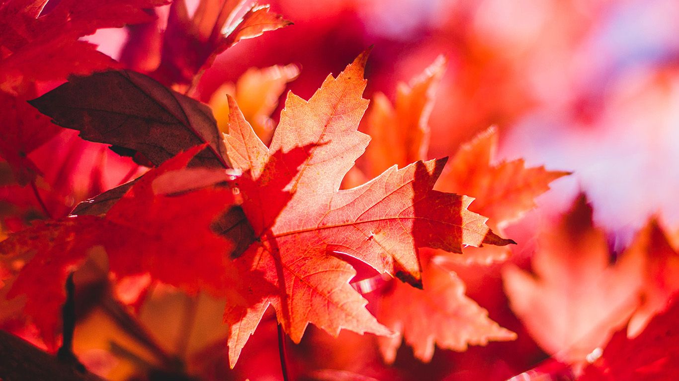 wallpaper for desktop, laptop. maple leaf flower red fall autumn nature