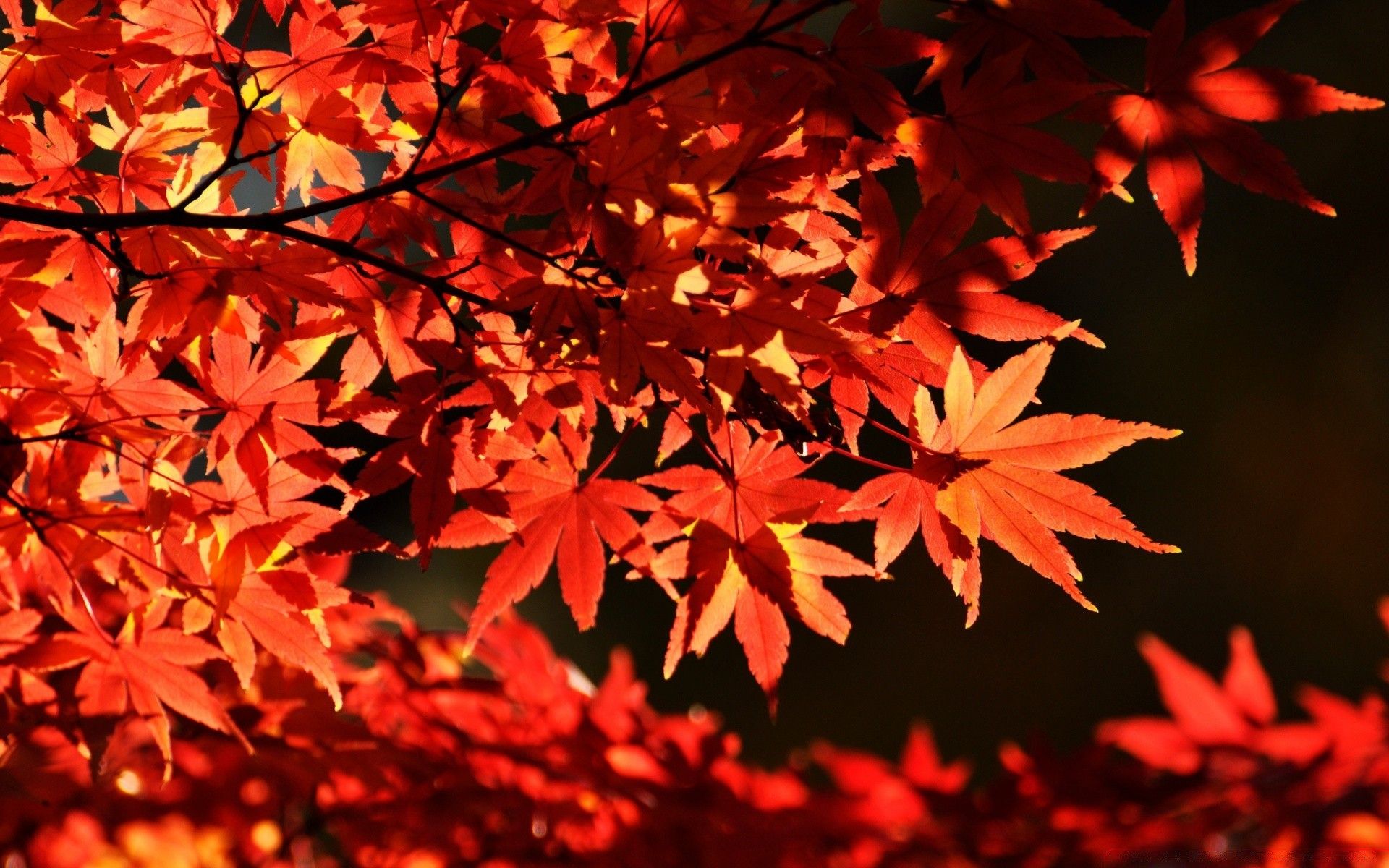 Japanese Maple Trees, Autumn