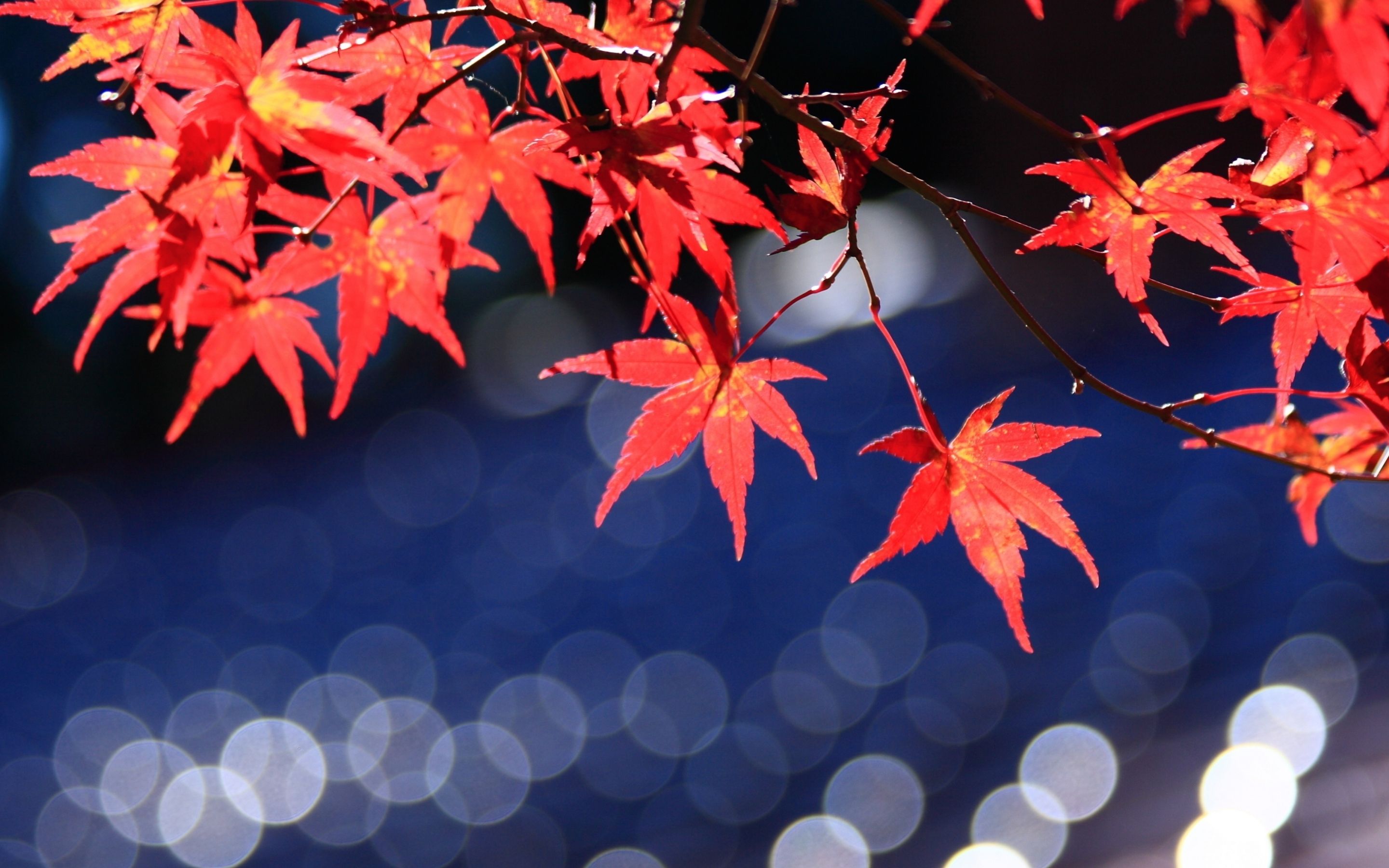 Japanese Maple Leaves Bokeh MacBook Air Wallpaper Download