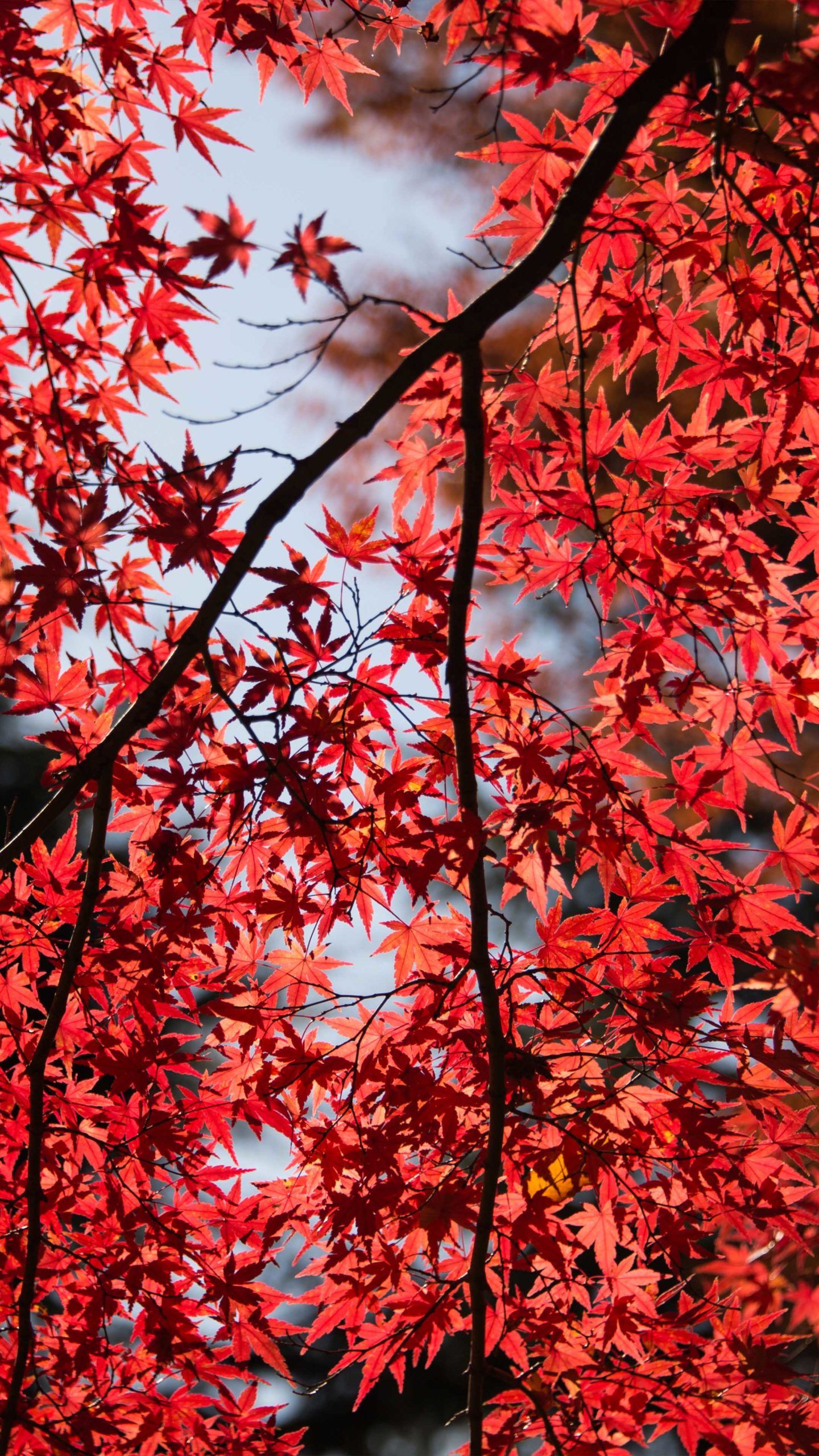 Red Maple Leaves Wallpapers - Wallpaper Cave
