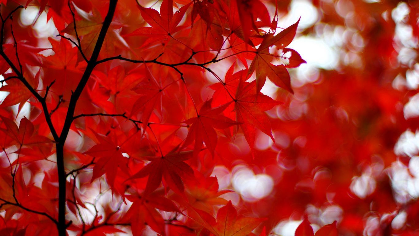Wallpaper Acer Japonicum, Amur Maple, Maple, Leaves, Leaf 4k Wallpaper For Android HD Wallpaper