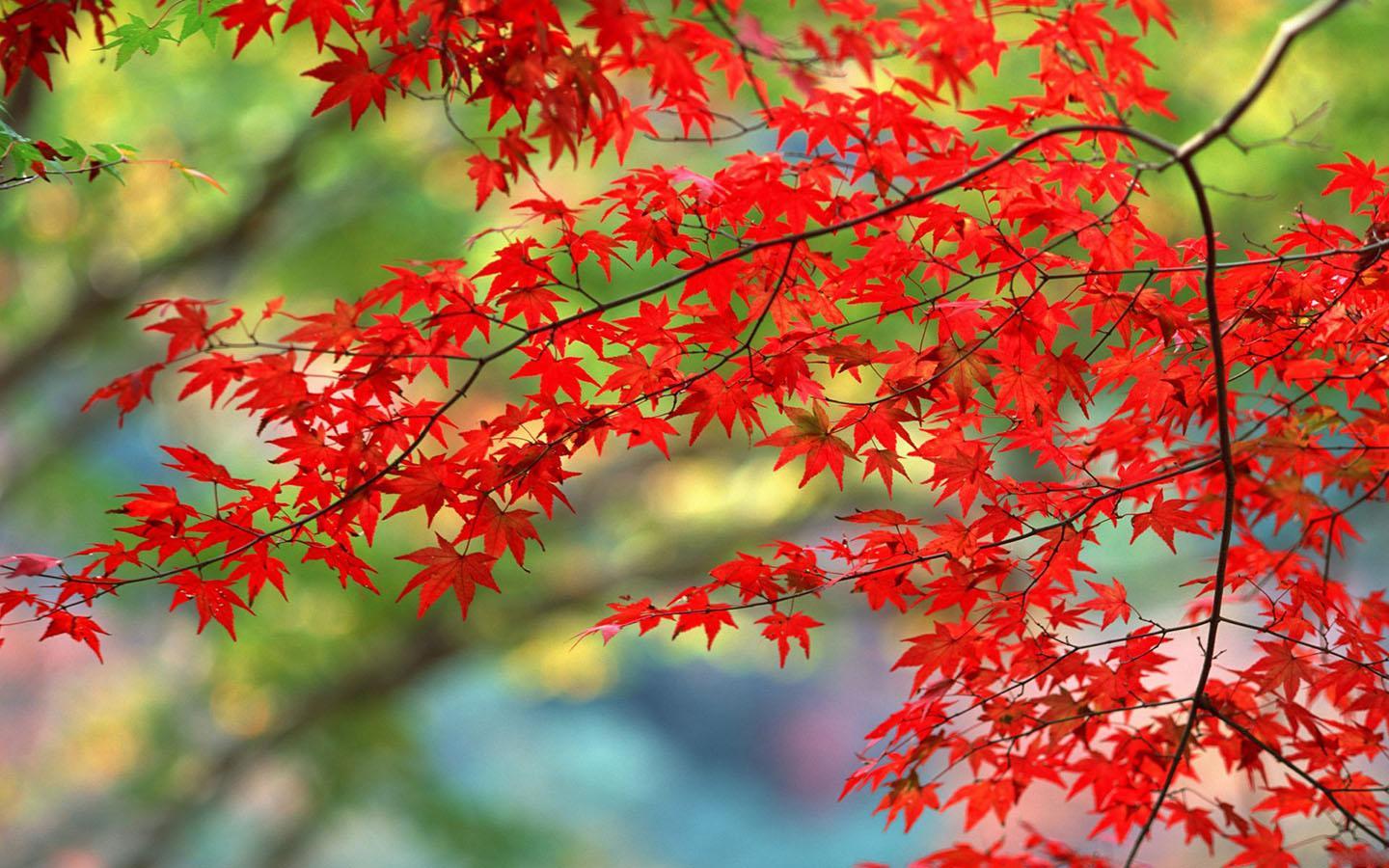 Red Maple Leaves Wallpapers - Wallpaper Cave