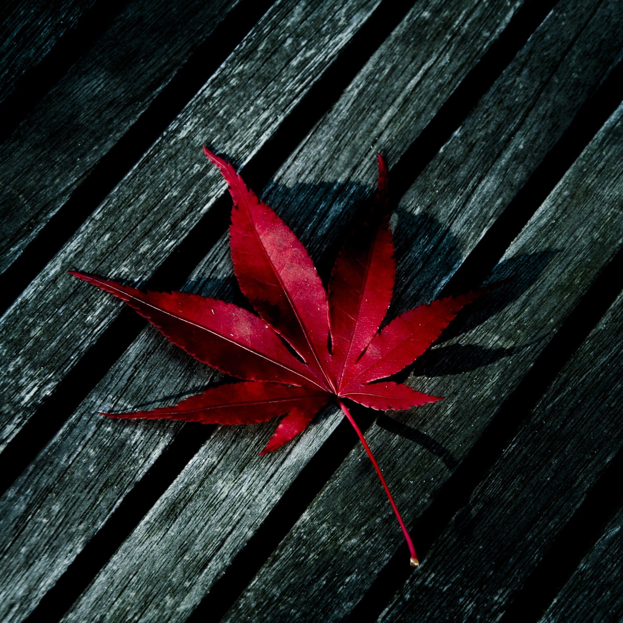 red maple leaf wallpaper