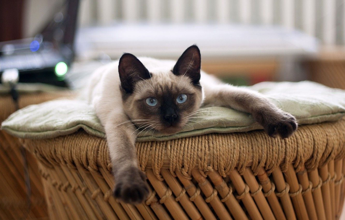 Wallpaper resting, looking at the camera, Siamese cat image for desktop, section кошки