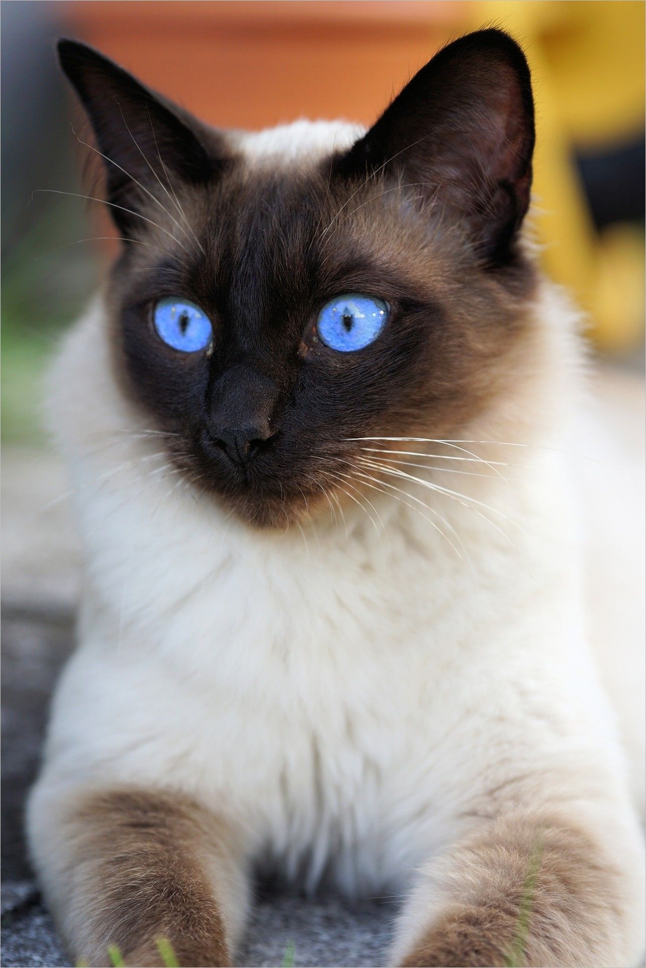Cat wallpaper img Picture Cat Eyes siam siamese cat cat domestic cat mieze breed