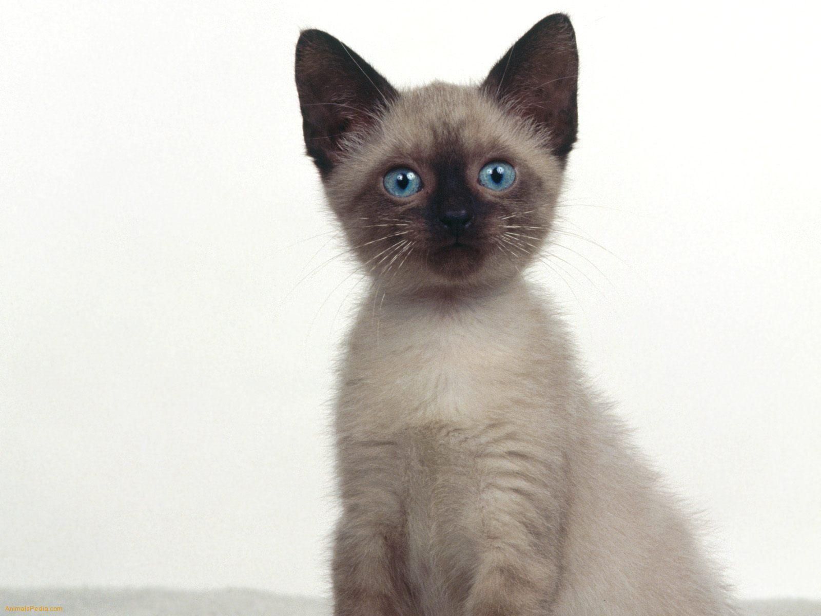 Siamese Cats Wallpaper: Beautiful Siamese. Siamese cats funny, Siamese cats, Siamese kittens