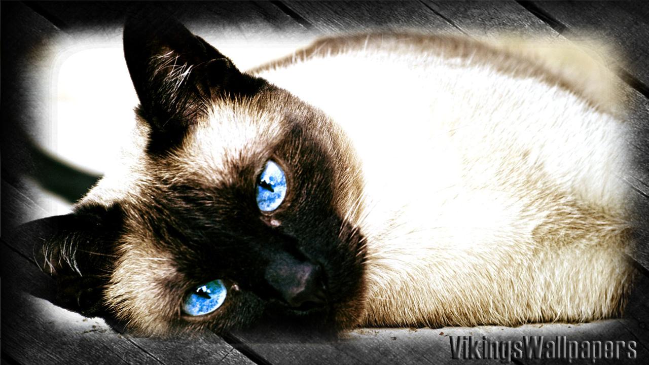 Siamese Cat Wallpaper for Android