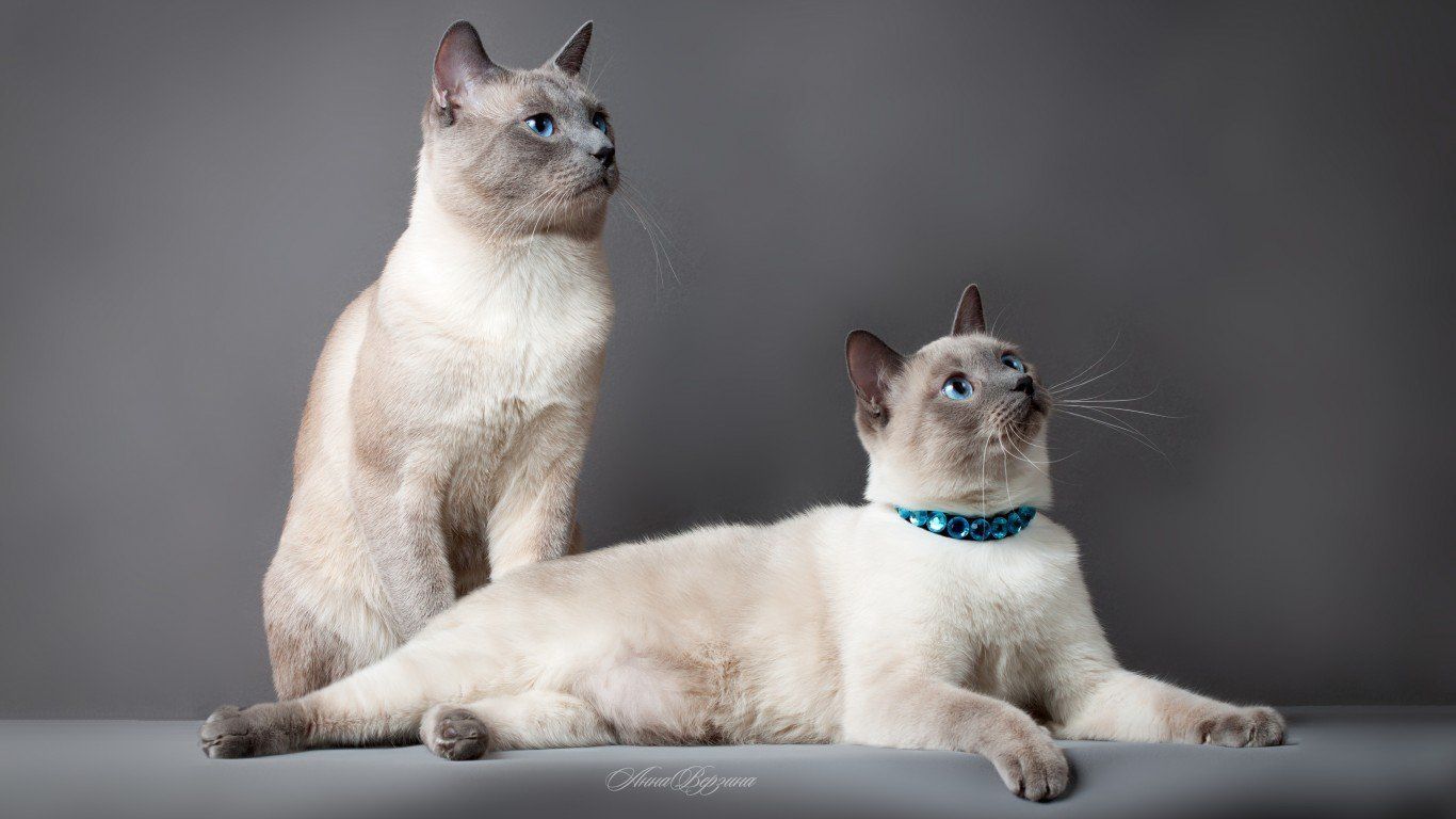 Adorable Siamese Cat Wallpaper. Siamese cats, Cat wallpaper, Animals