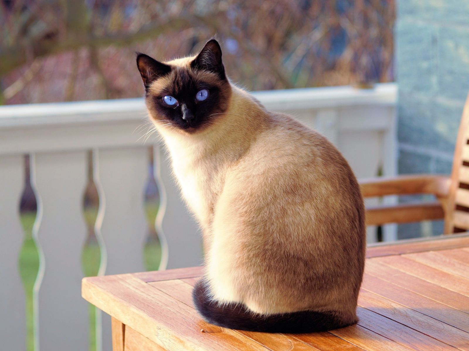 Beautiful Siamese cat with blue eyes Desktop wallpaper 1600x1200