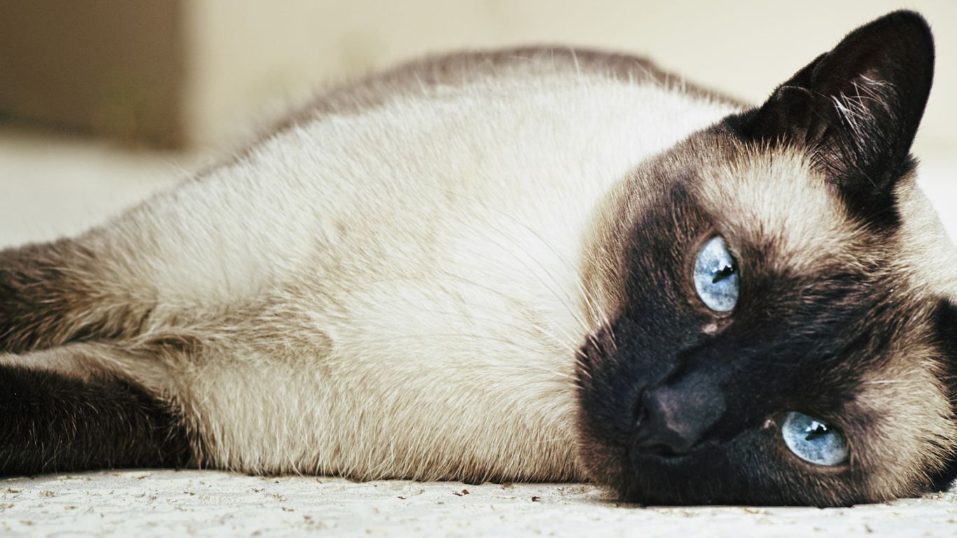 Siamese cat sprawled on the floor Desktop wallpaper 1366x768