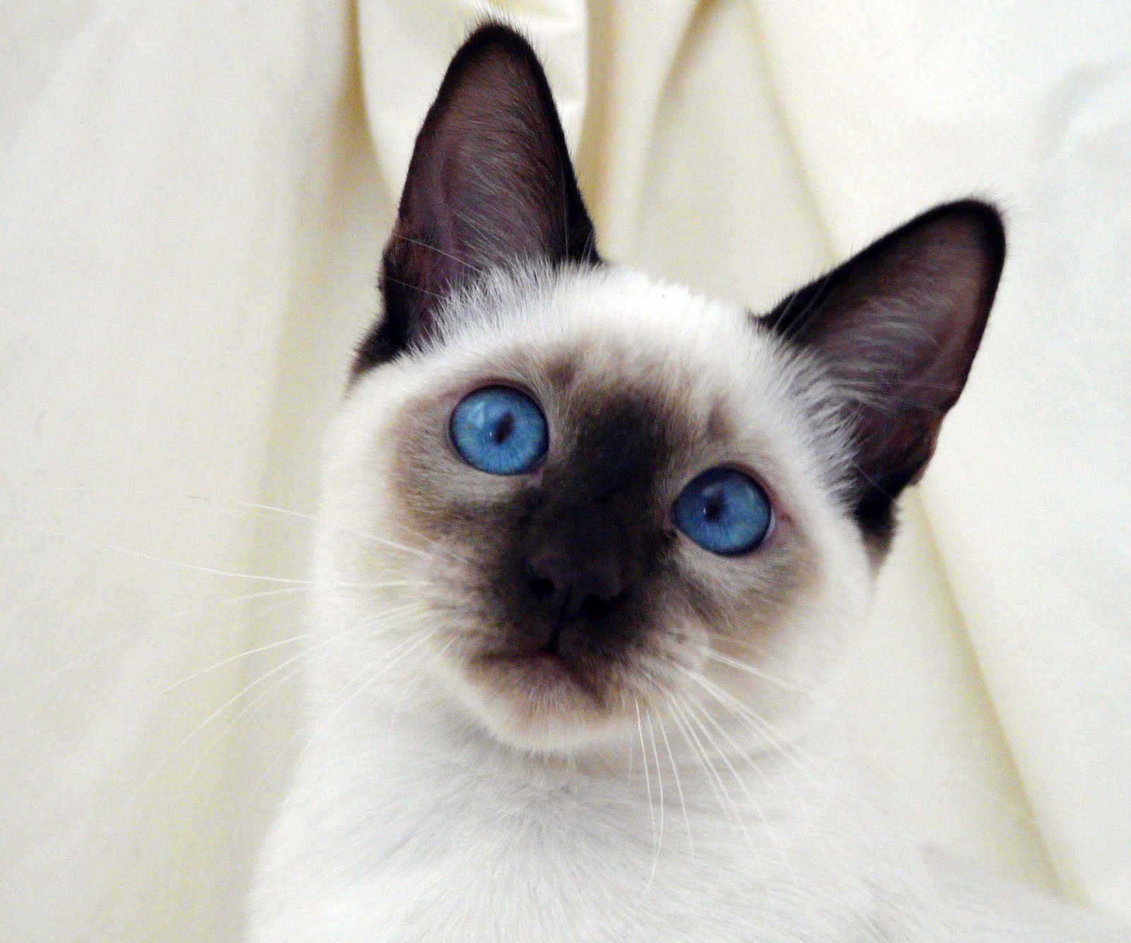 Fun Animals Wiki, Videos, Picture, Stories: Siamese cat Wallpaper
