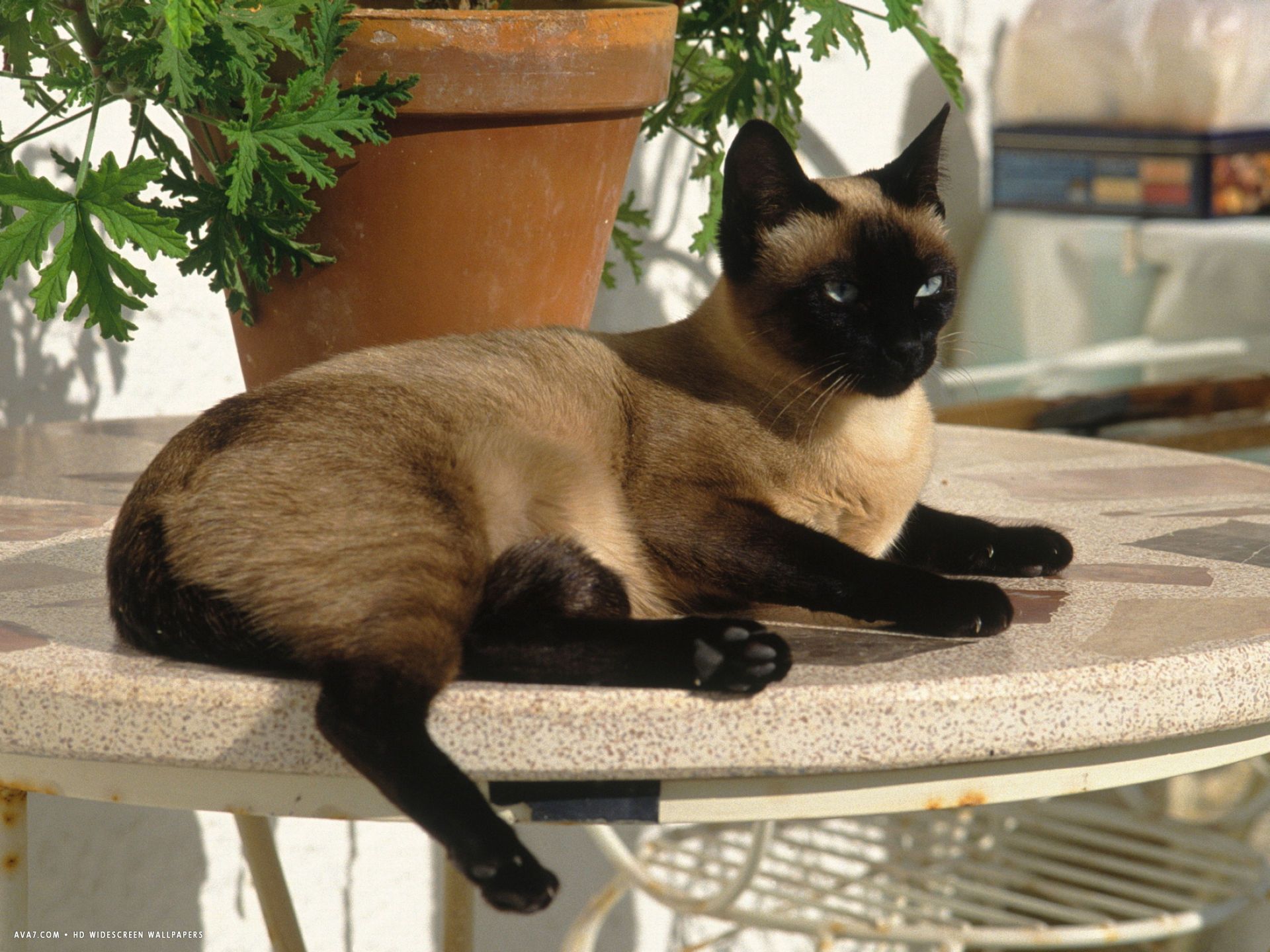 siamese cat resting on table top. siamese cat HD widescreen wallpaper