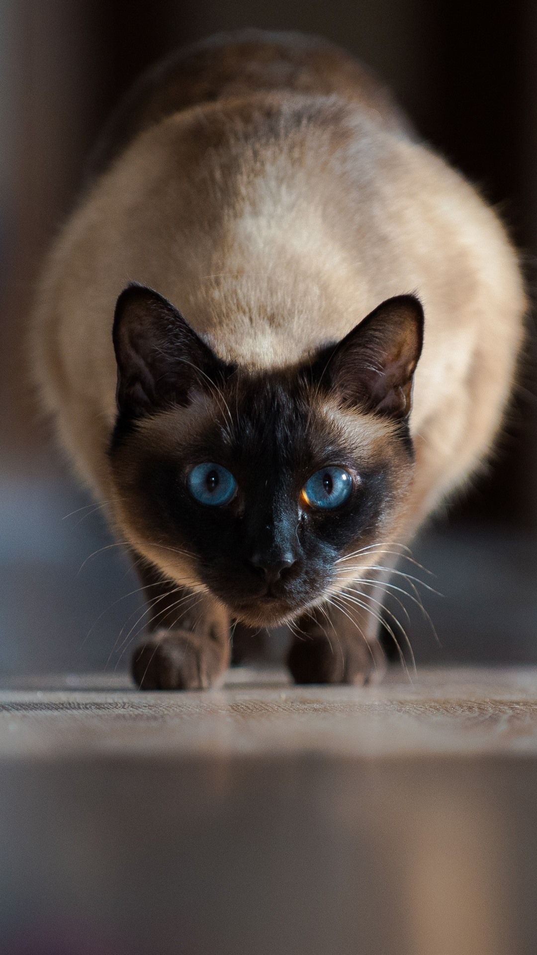 Siamese Cat Front View, Blue Eyes 1080x1920 IPhone 8 7 6 6S Plus Wallpaper, Background, Picture, Image