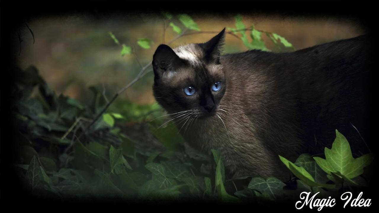 Siamese Cat Wallpaper for Android