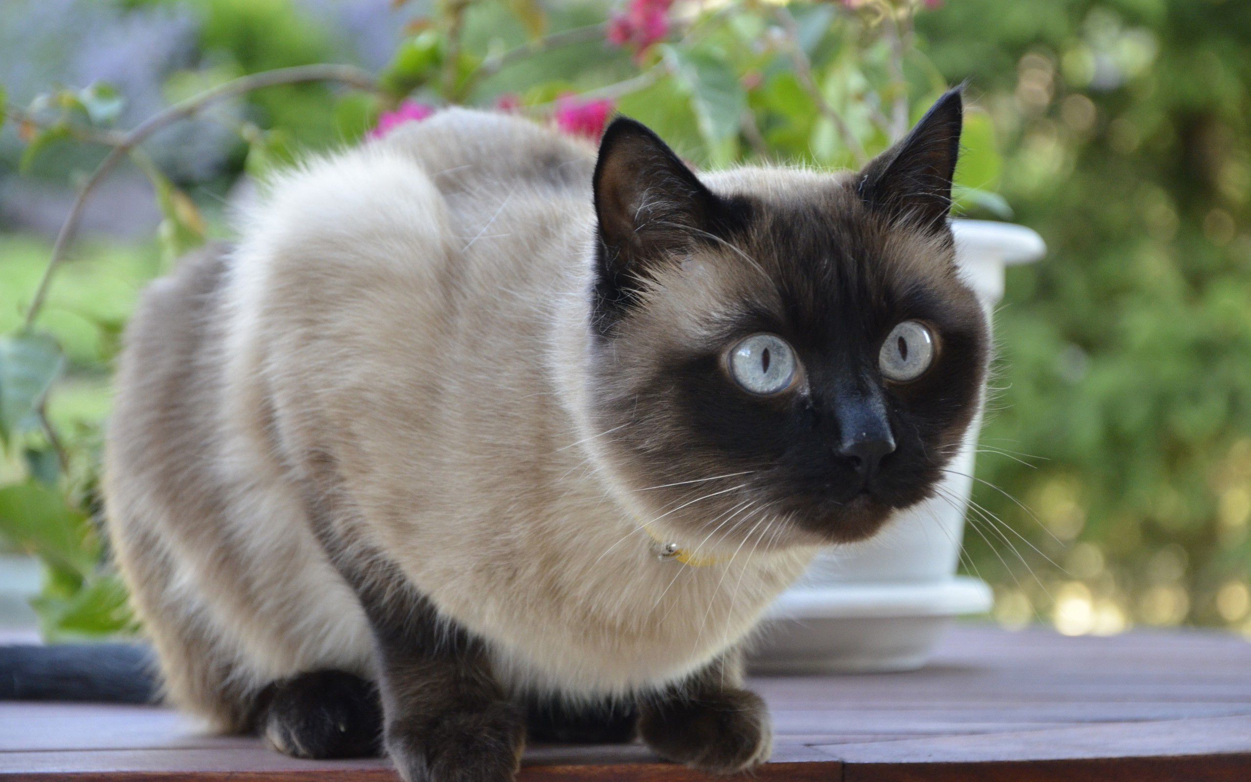 Beautiful Siamese cat saw someone wallpaper and image, picture, photo