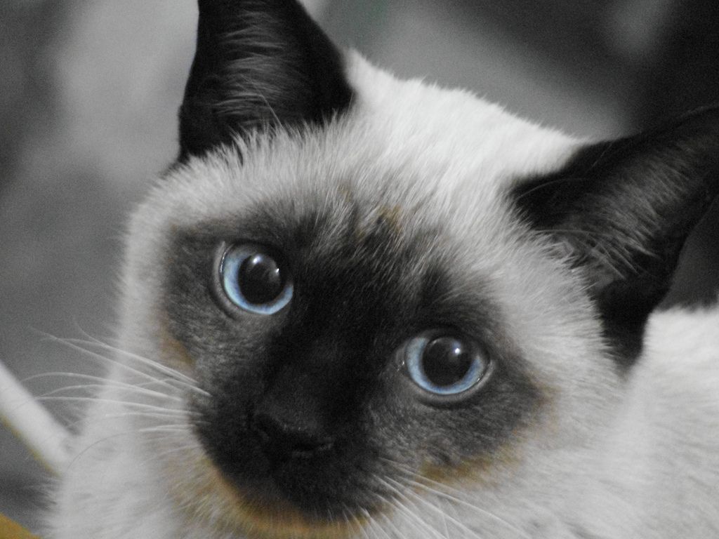 Picture Of Siamese CatsDesktop Background 1580 - Siamese Cat Wallpaper