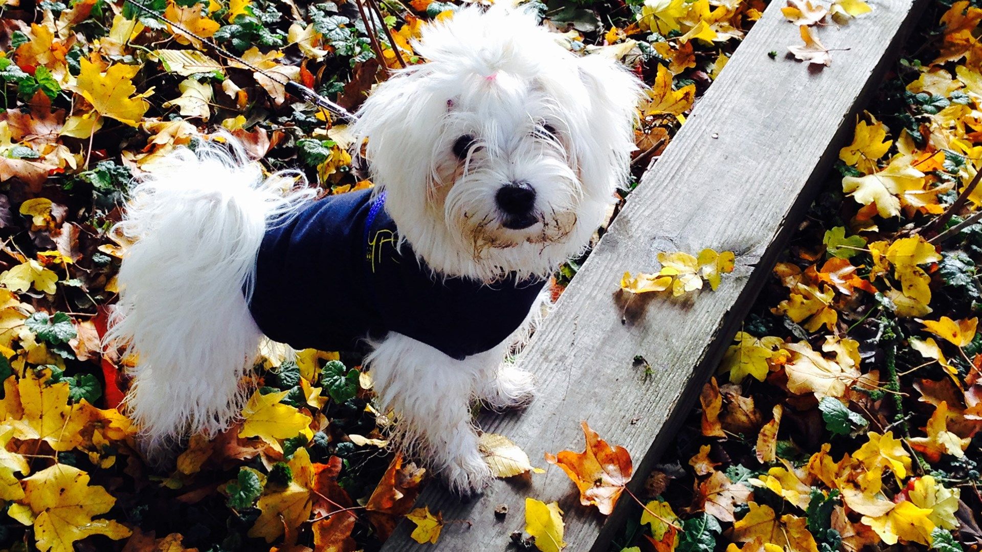 Get Animals in Autumn