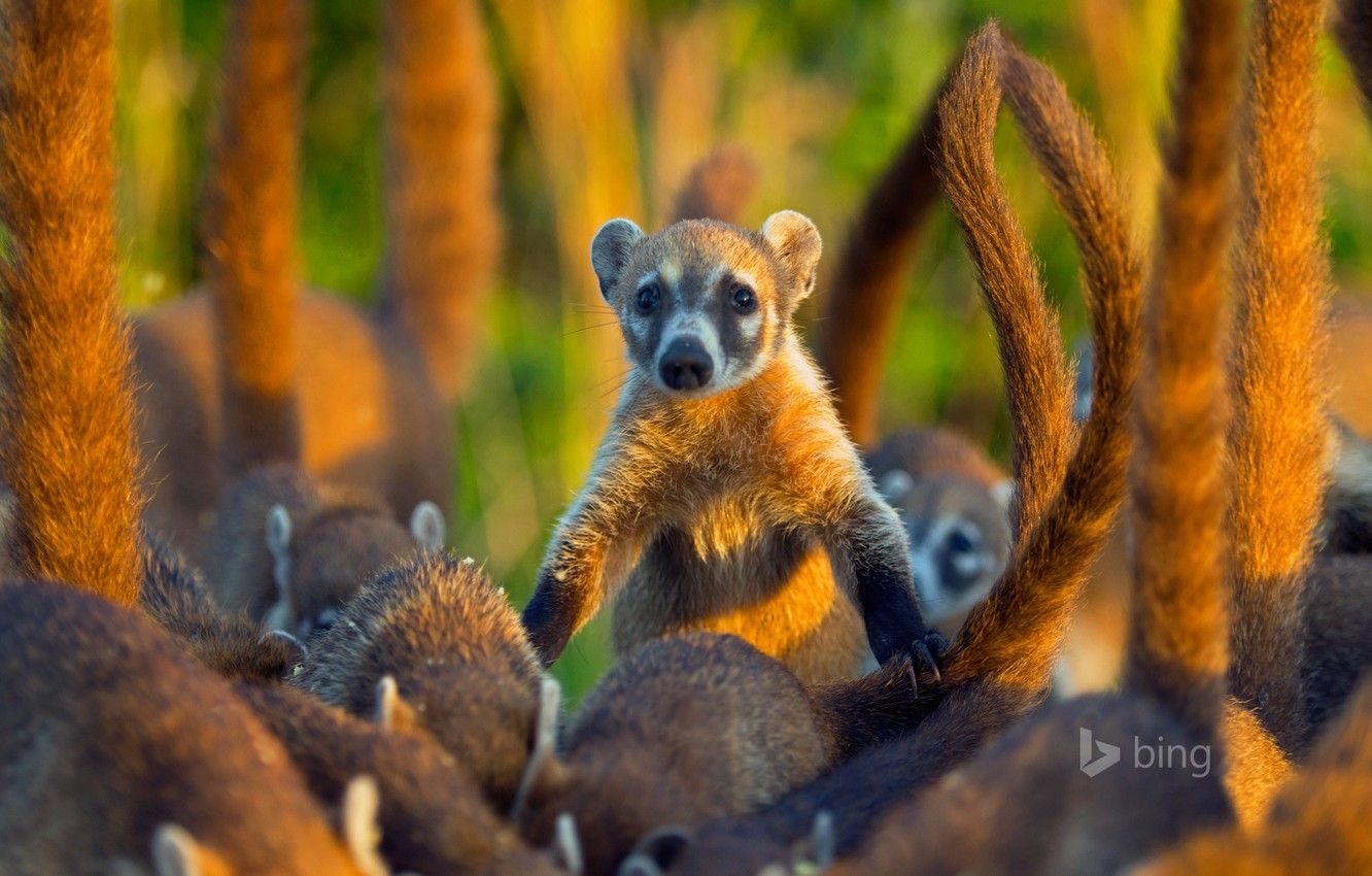 Wallpaper Mexico, mammal, coati, the coati, the island of Cozumel image for desktop, section животные