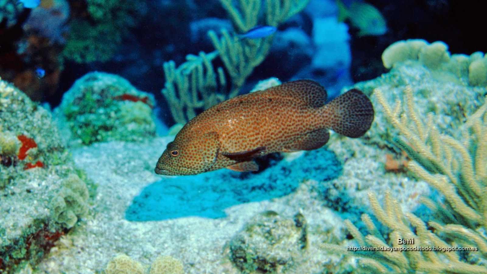 Cozumel Wallpapers - Wallpaper Cave