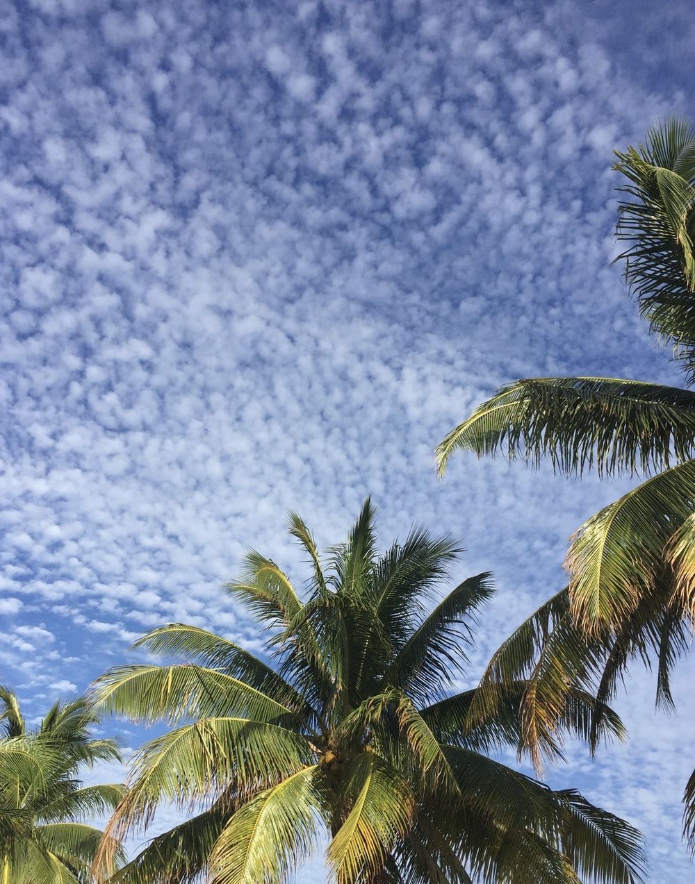 Cozumel Picture. Download Free Image