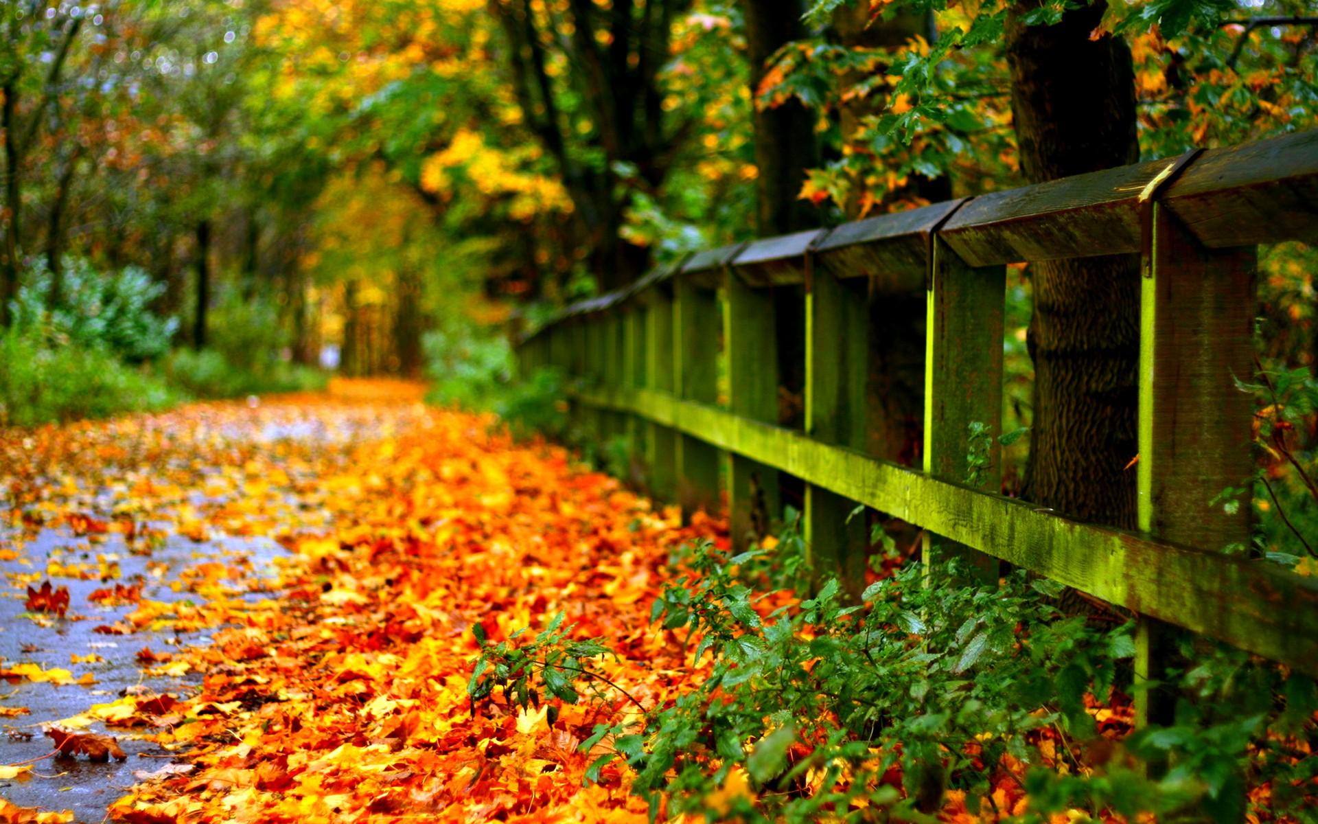 1366x768 Autumn Wood Road Leaves Foggy  Landscape Landscape photography  nature Autumn scenery