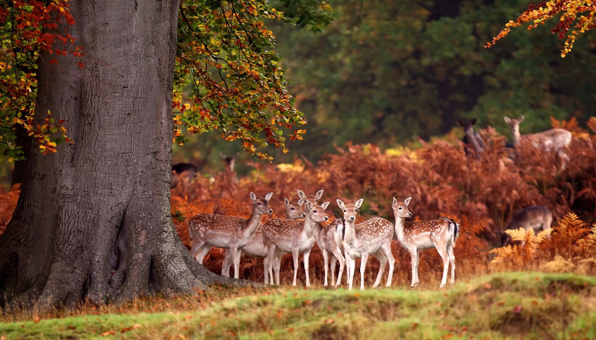 Awesome Animals Out And About This Autumn. Deer photography, Deer wallpaper, Autumn animals