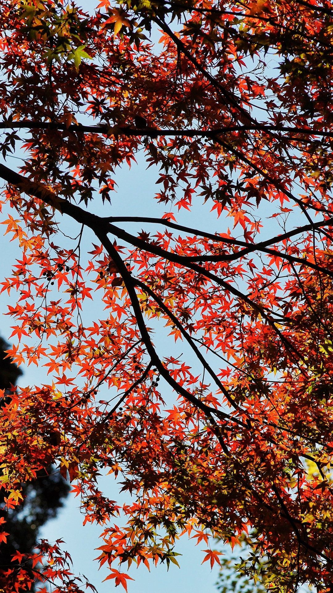Maple Autumn Trees Wallpaper - [1080x1920]