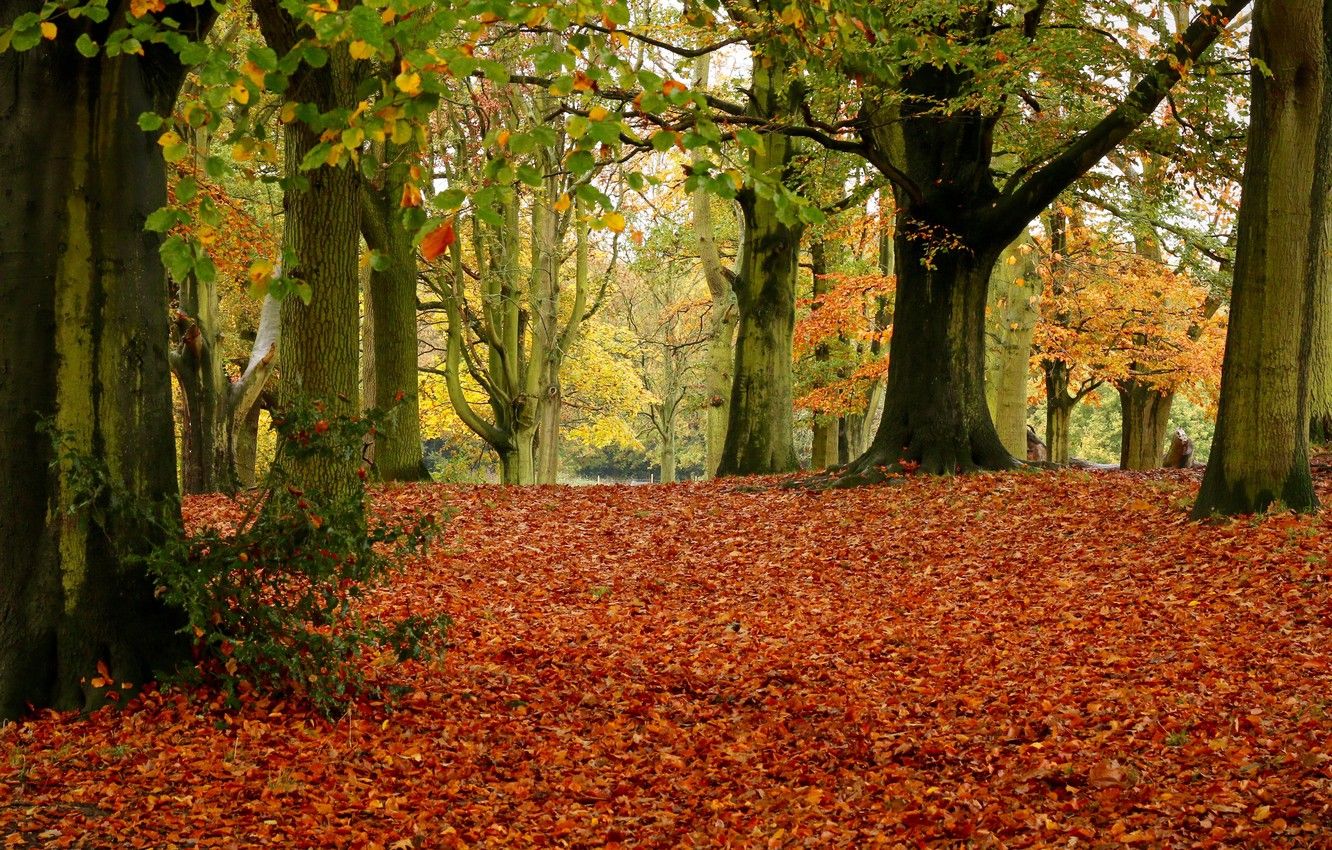 Wallpaper autumn, leaves, trees, Park, foliage, England, London, London, England, Hampstead Heath, Hampstead Heath image for desktop, section природа
