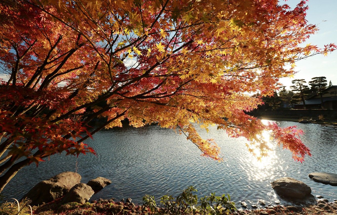 Wallpaper Nature, Tree, Autumn, Lake, Japan, Japan, Nature, Fall, Tree, Autumn, Colors, Lake image for desktop, section пейзажи