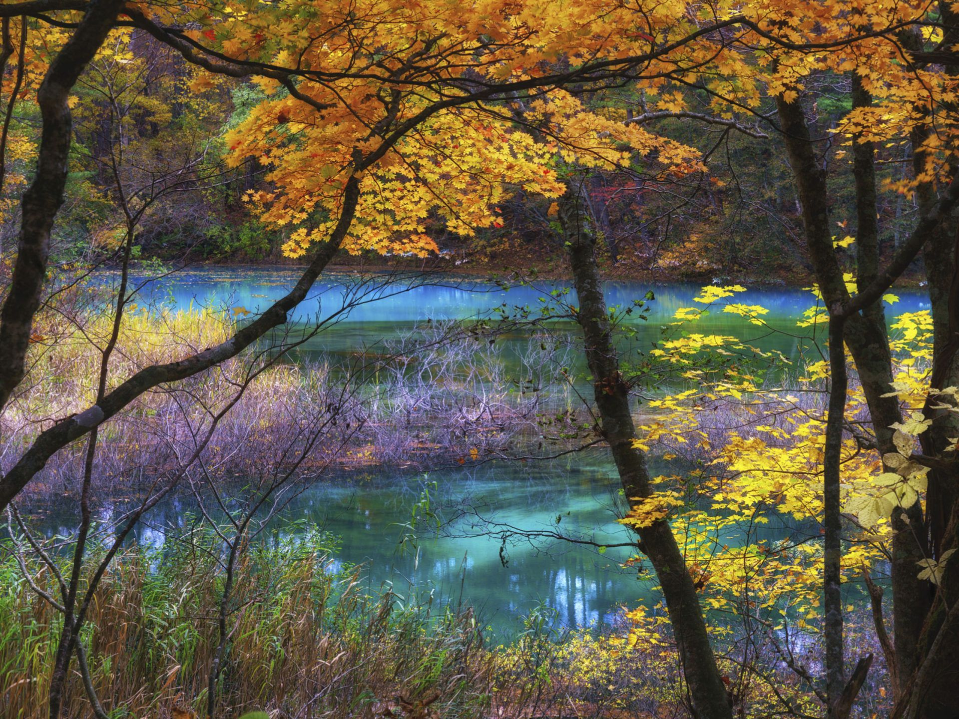 Blue Lake Goshikinuma Fukushima Japan Autumn Scenery Landscape Nature Ultra HD Wallpaper For Desktop Mobile Phones And Lapx2400, Wallpaper13.com