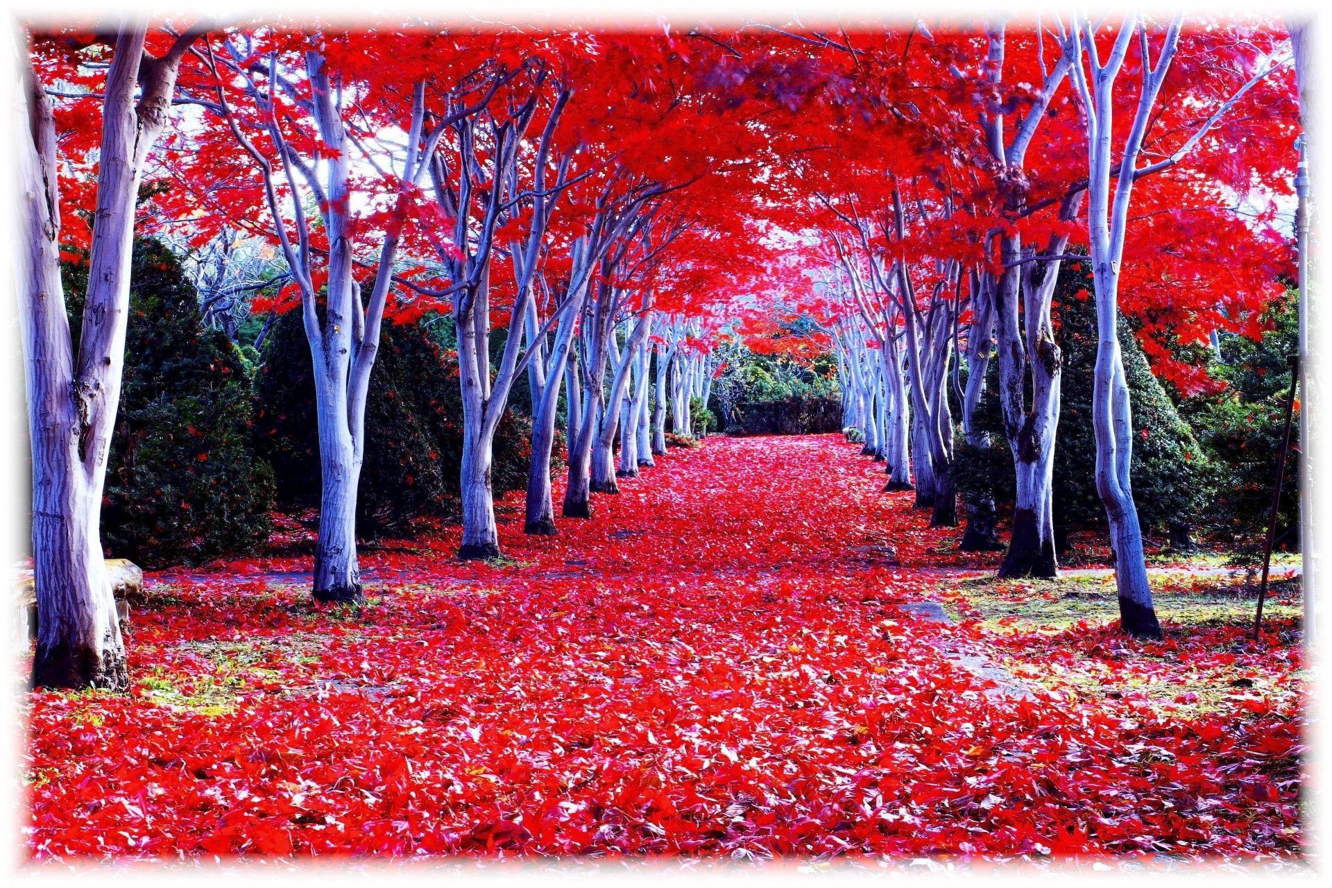 Red forest in a wonderful Autumn season - Beautiful Nature Landscapes Desktop Wallpaper. Awsome Landscape Wallpaper. Hokkaido, Japan travel, Japan travel guide