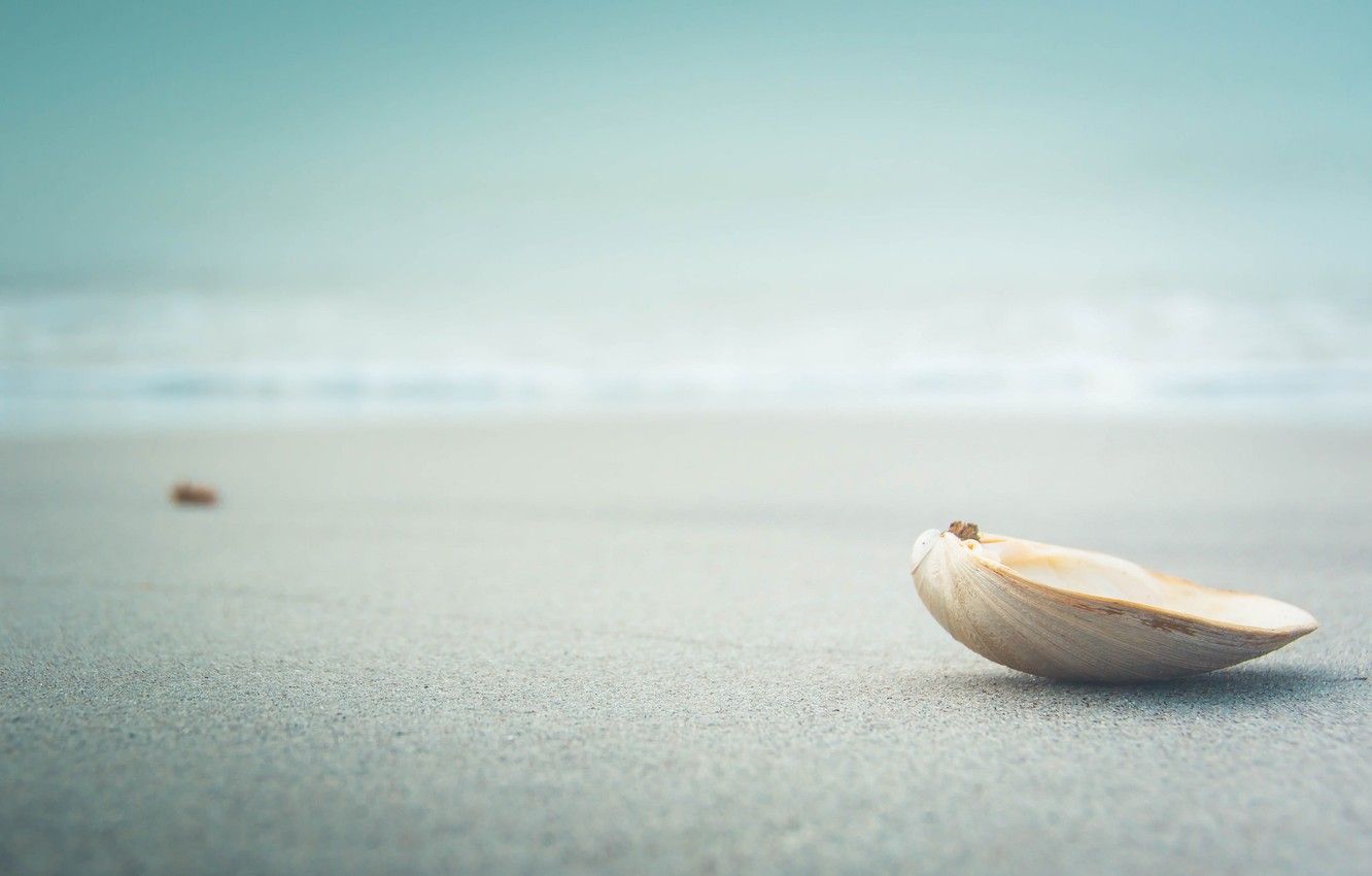 Wallpaper beach, sea, sand, bokeh, seaside, shell, clam, vongole image for desktop, section природа