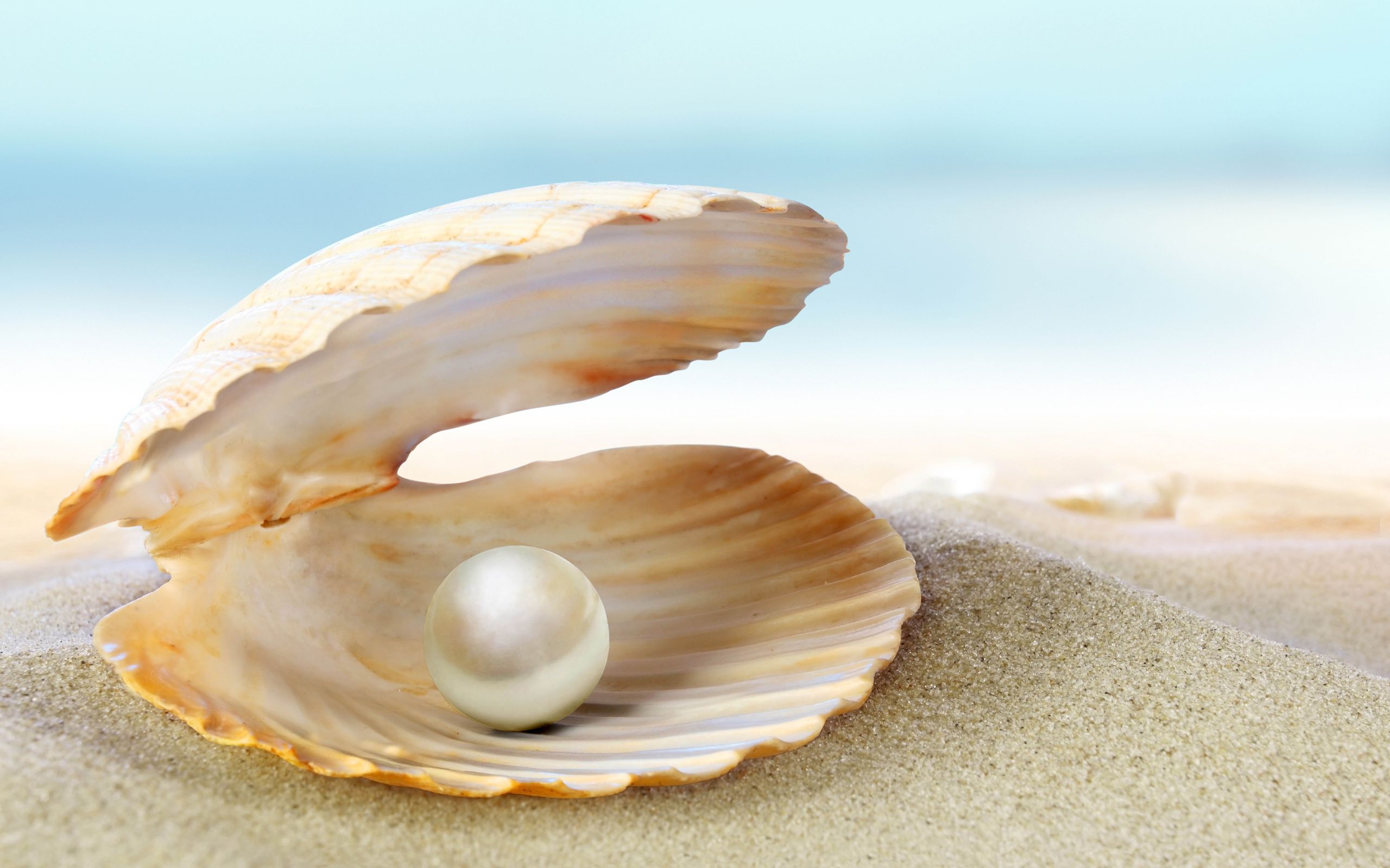 Title Earth Shell Wallpaper With A Pearl HD Wallpaper
