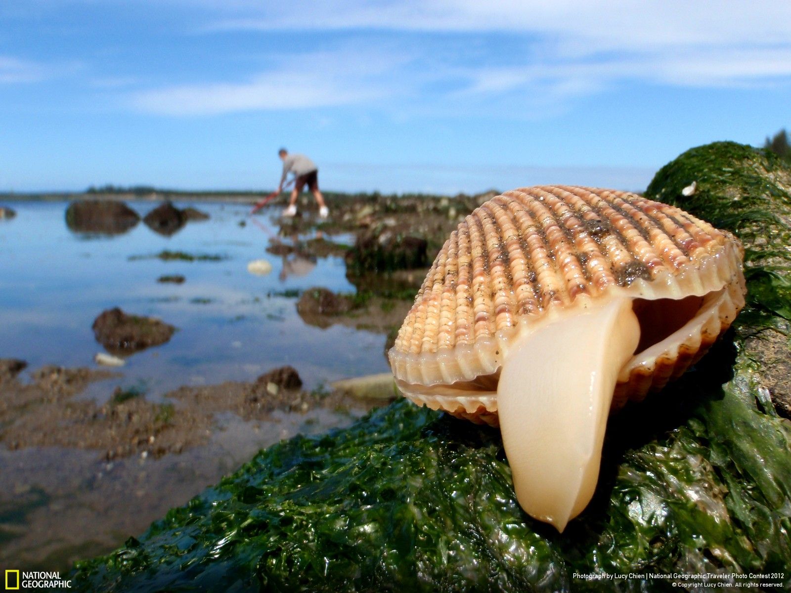 Clam Photos Download The BEST Free Clam Stock Photos  HD Images