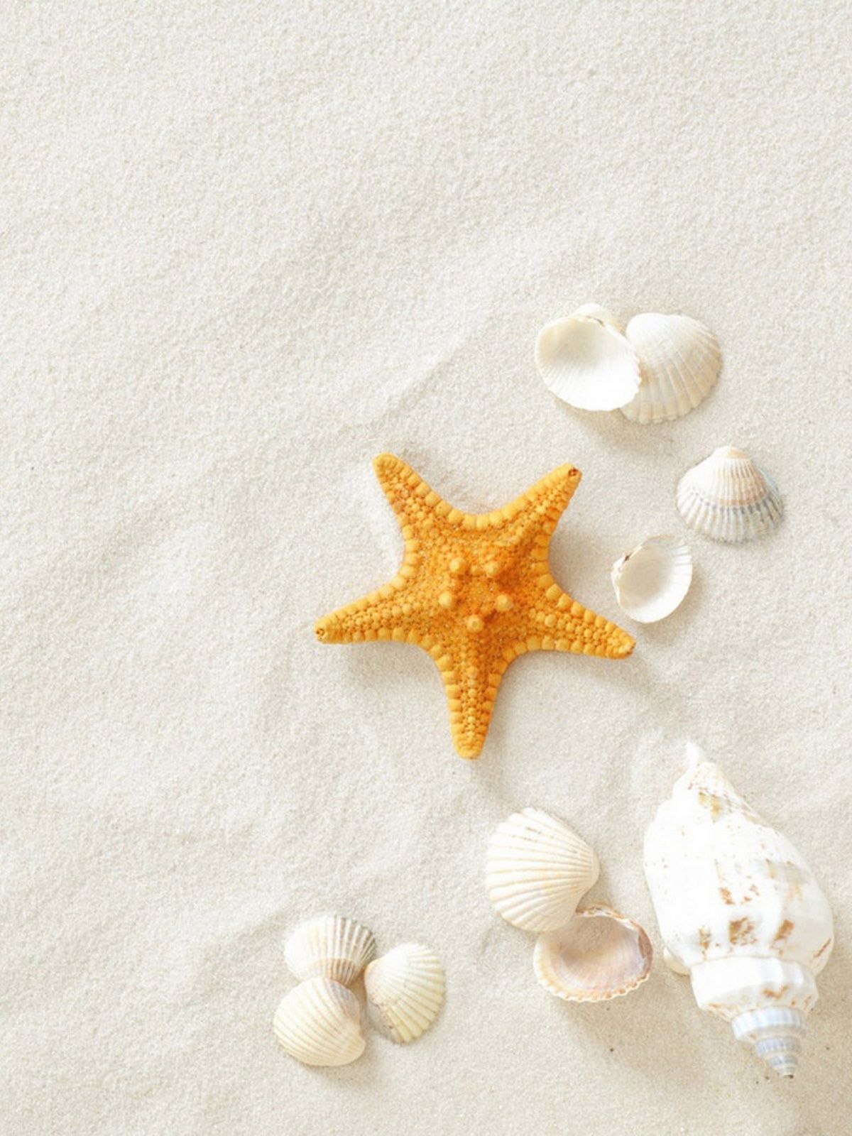 White Sand Starfish Clam Shells Mobile Wallpaper
